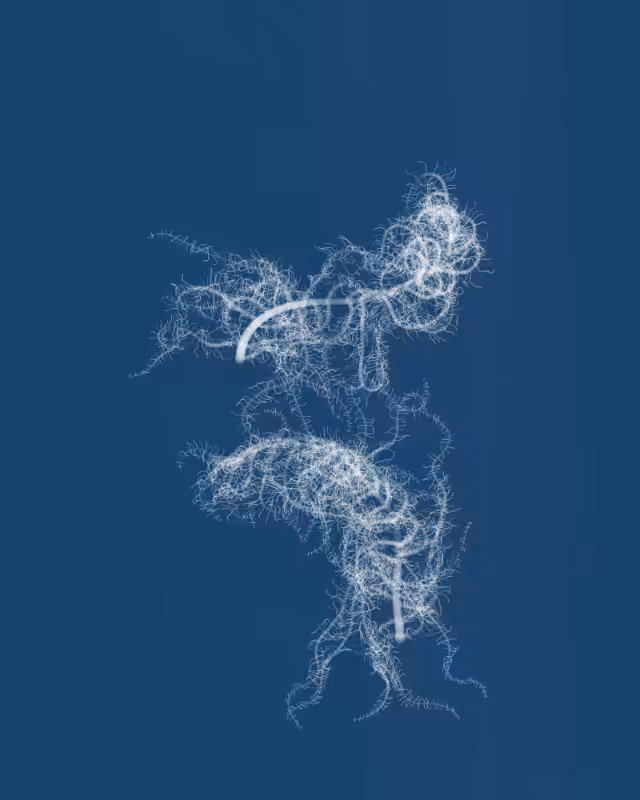 Cyanotypes #212