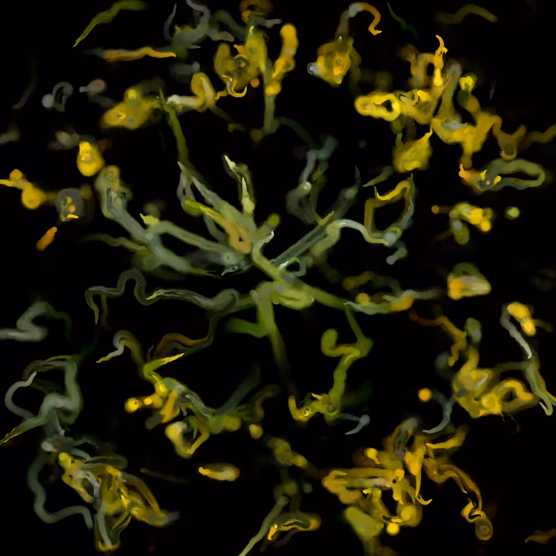 Flowers of the North #33