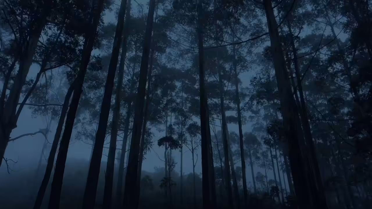 Meta Forest 0.1