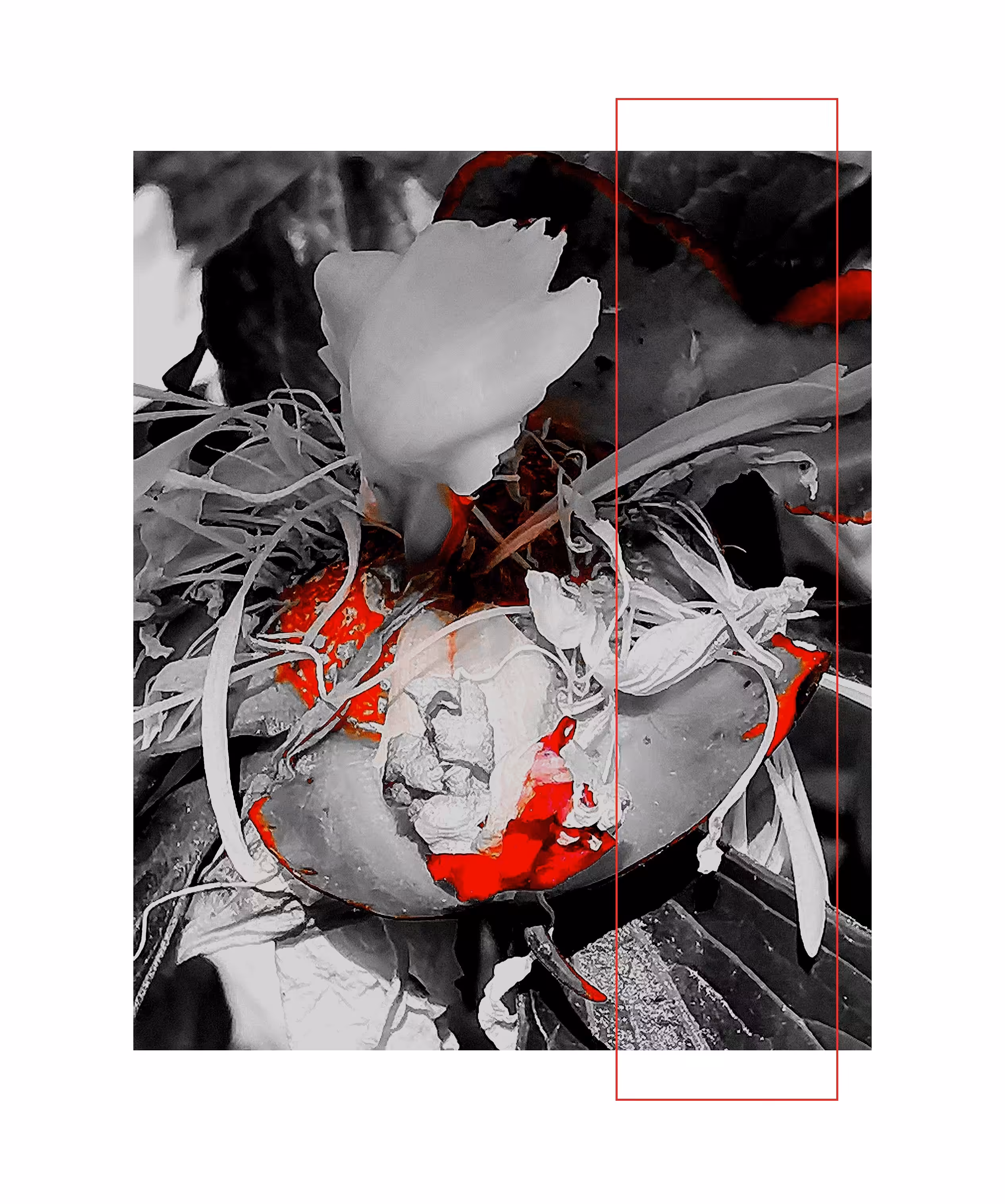Dying Red Beauty 