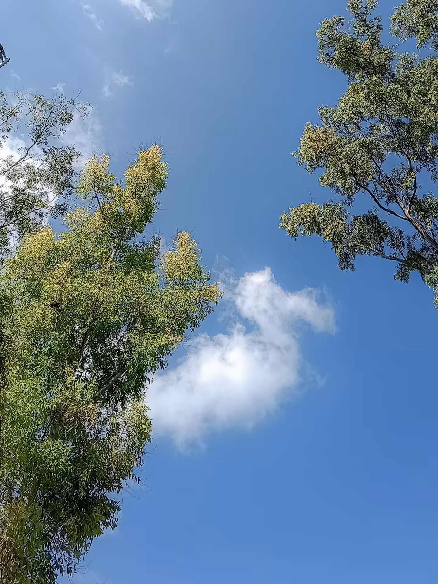 A Face in the Sky