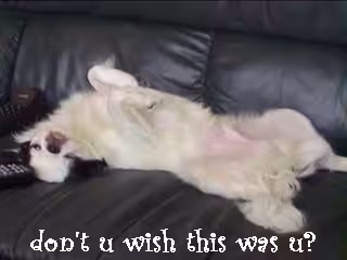 The Upside Down Deiter Dog