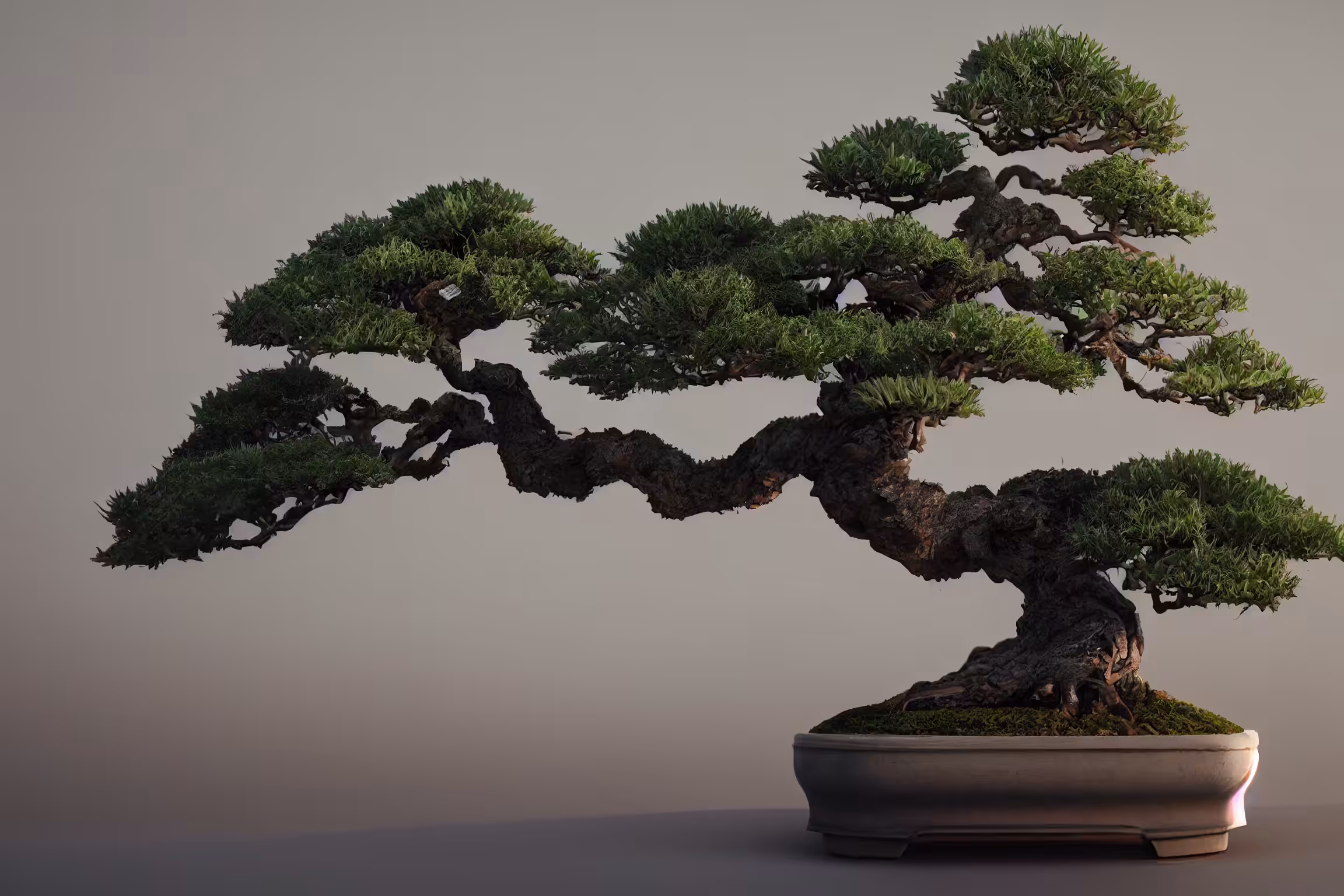 Bonsai