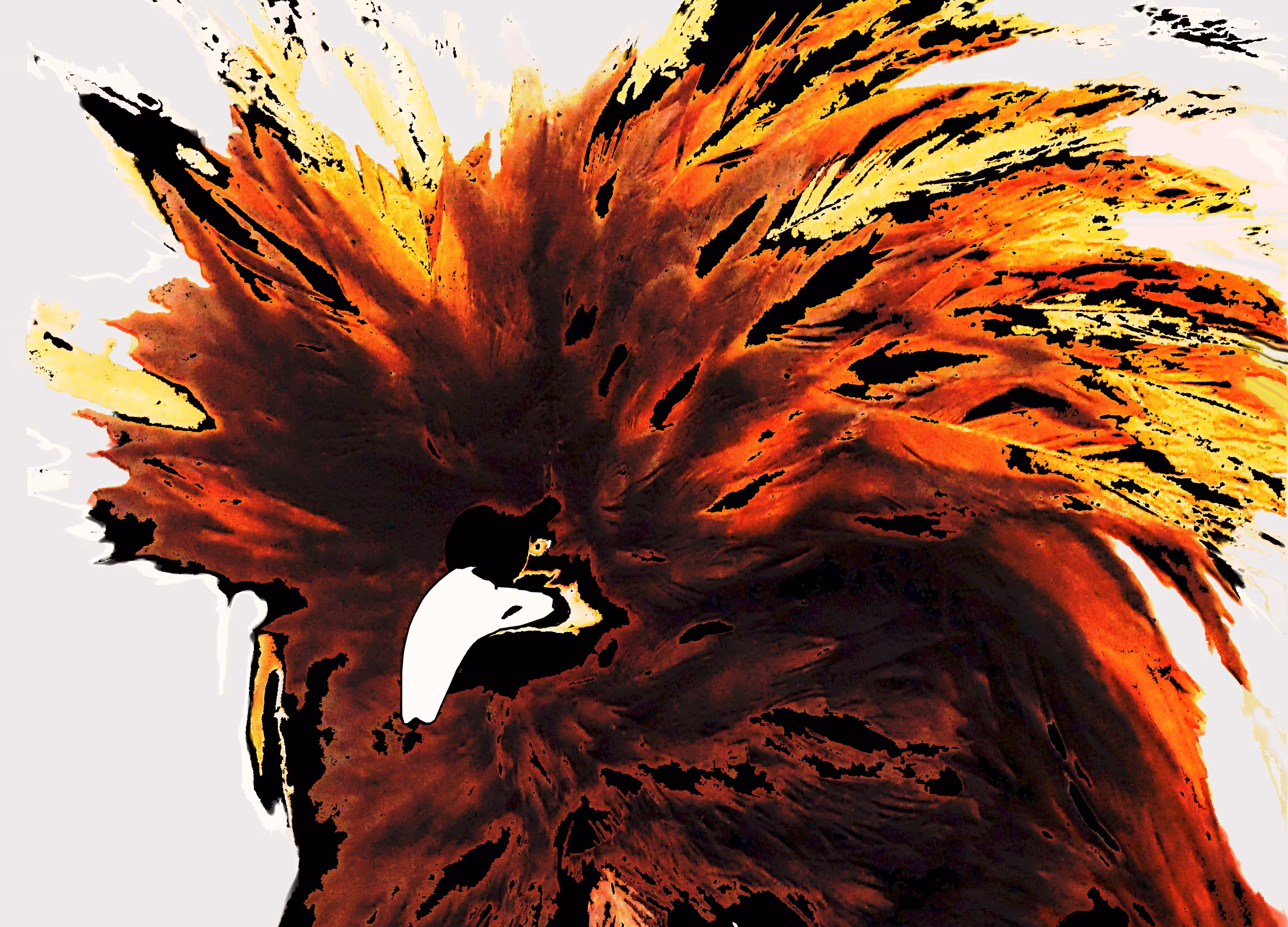 Angry Chicken