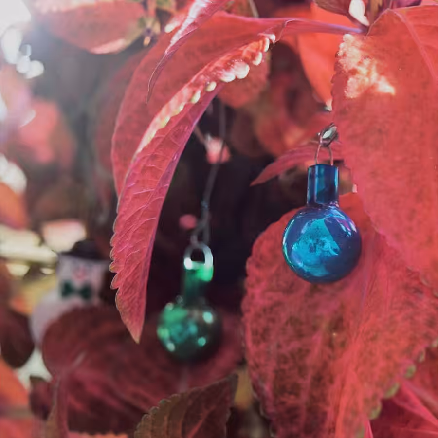 Kari's Plant Shop #04