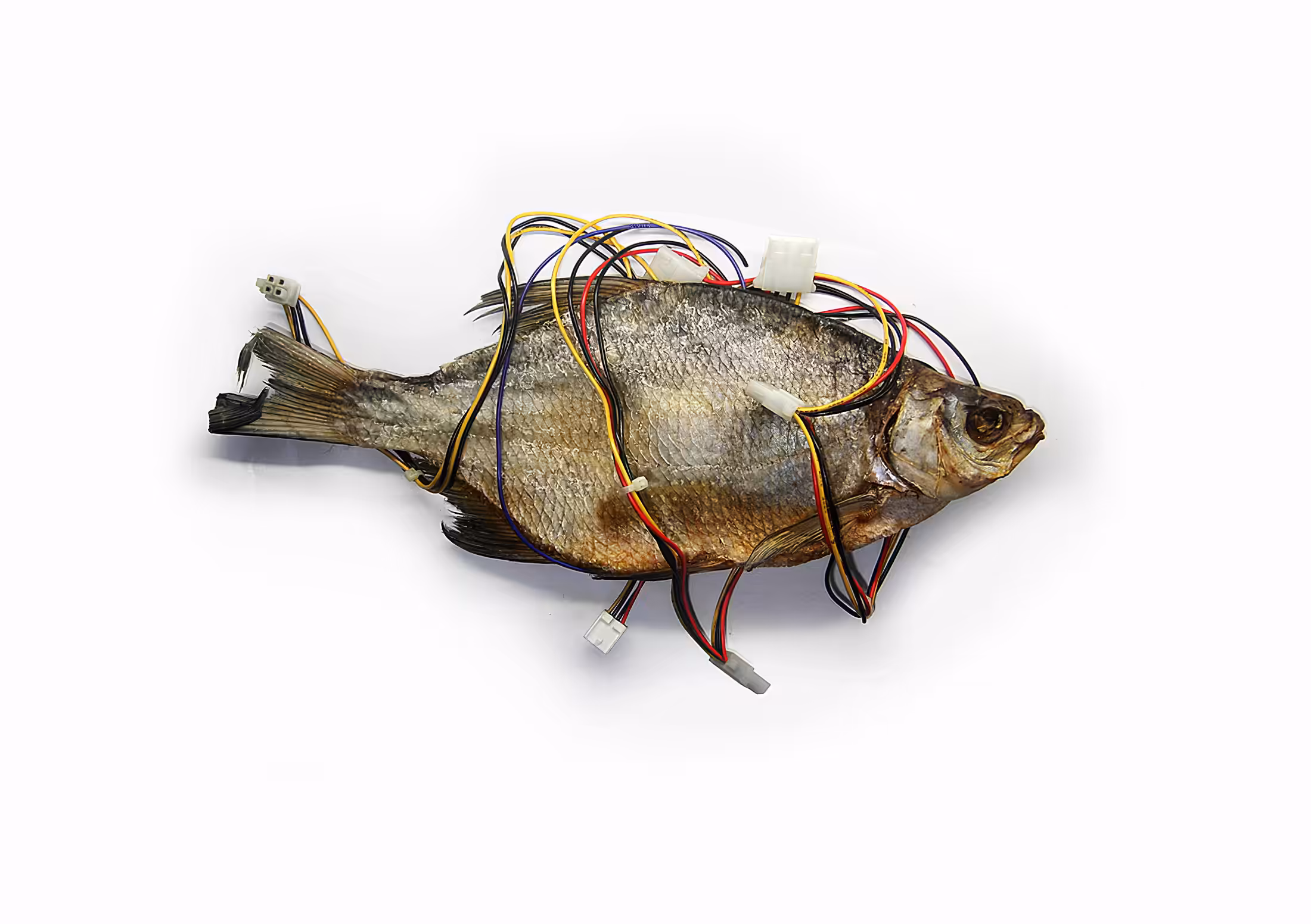 Wired fish