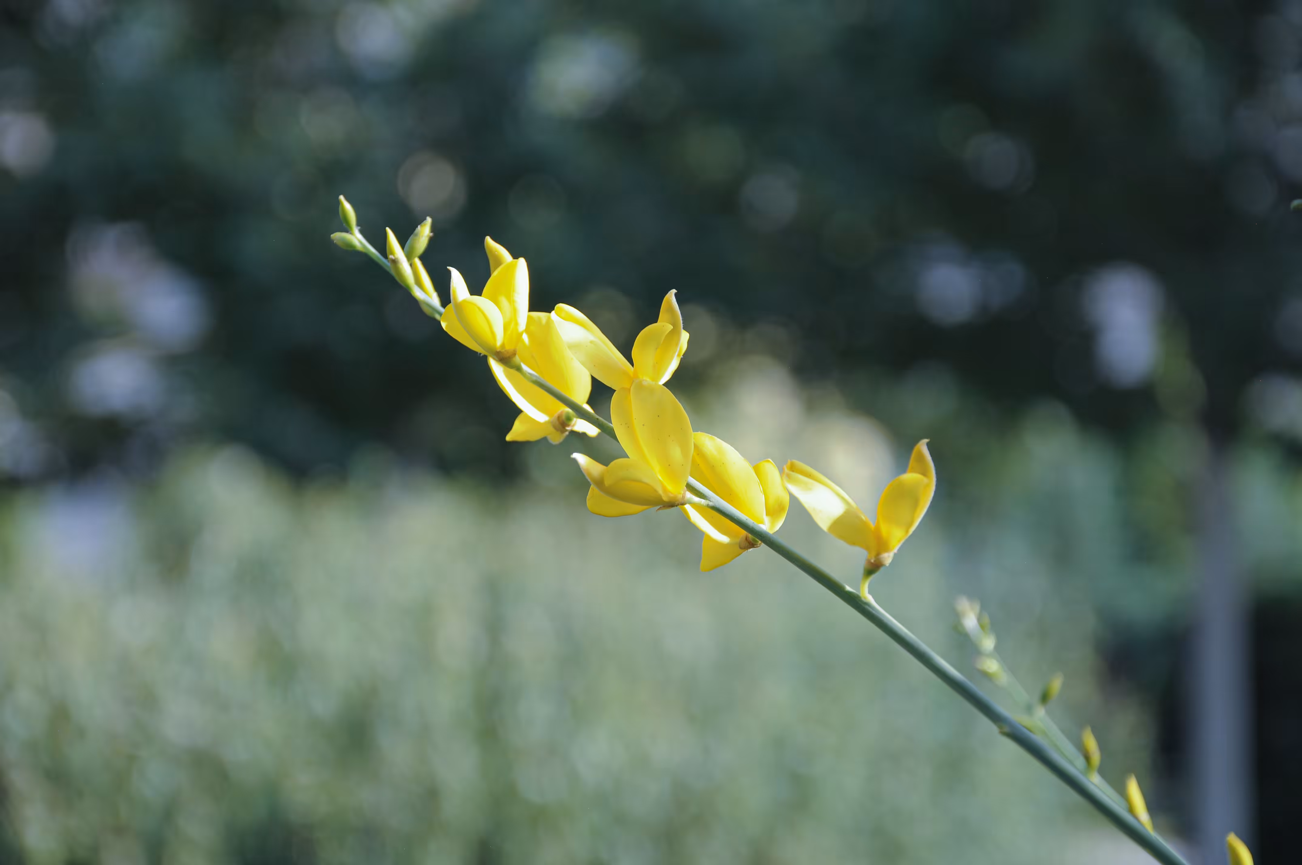 flowers: Radiance of Life