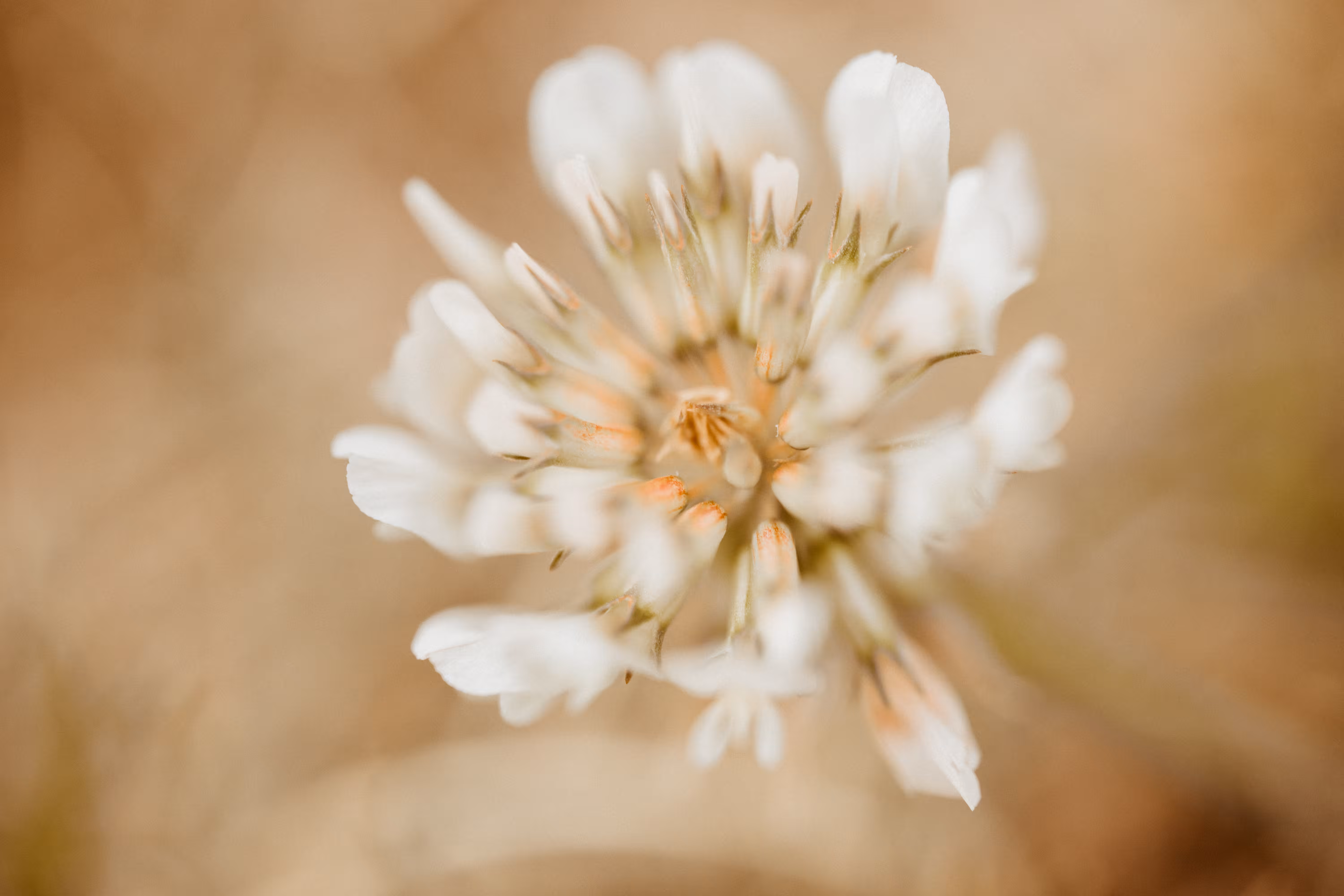 Delicate Beauty