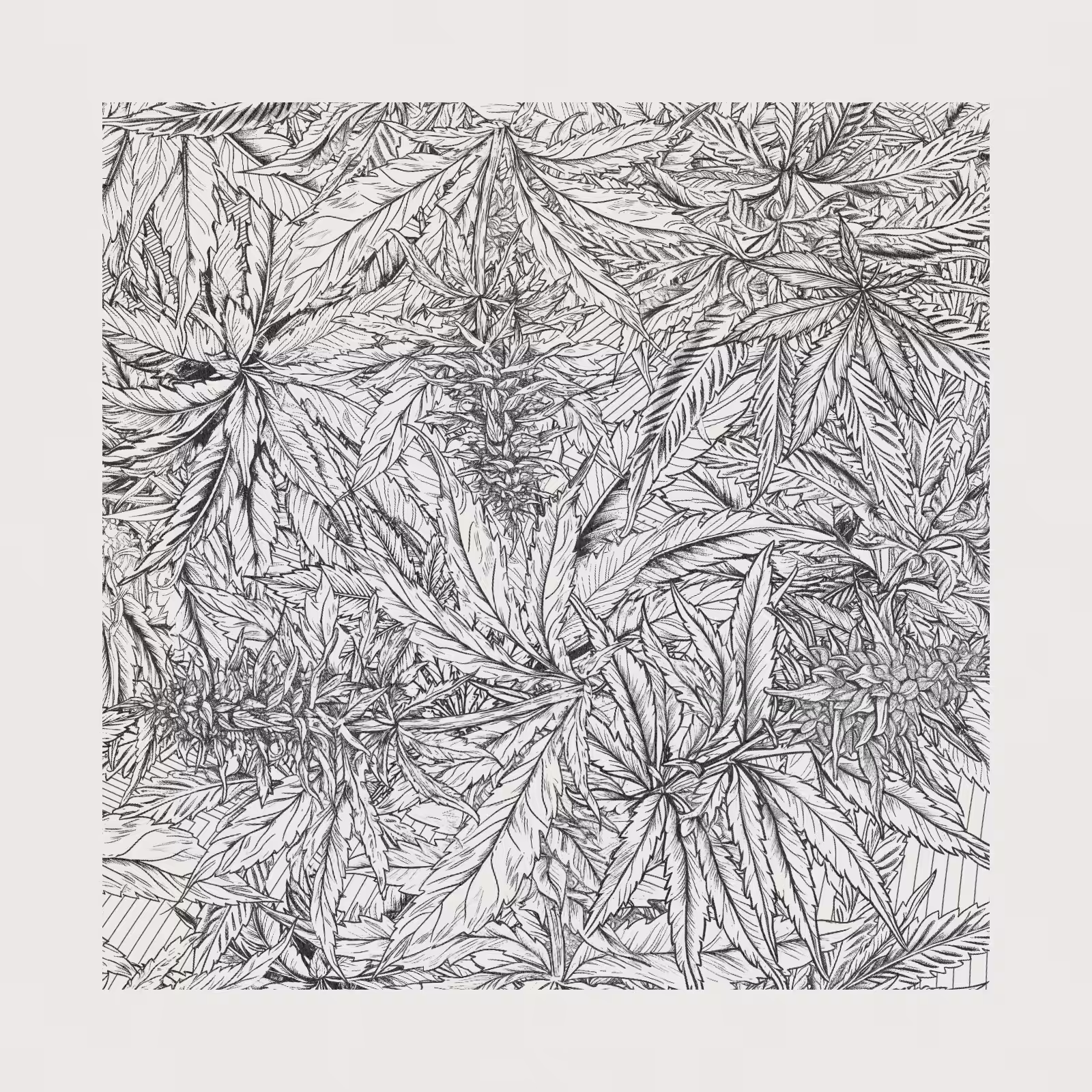 zancannabis #222