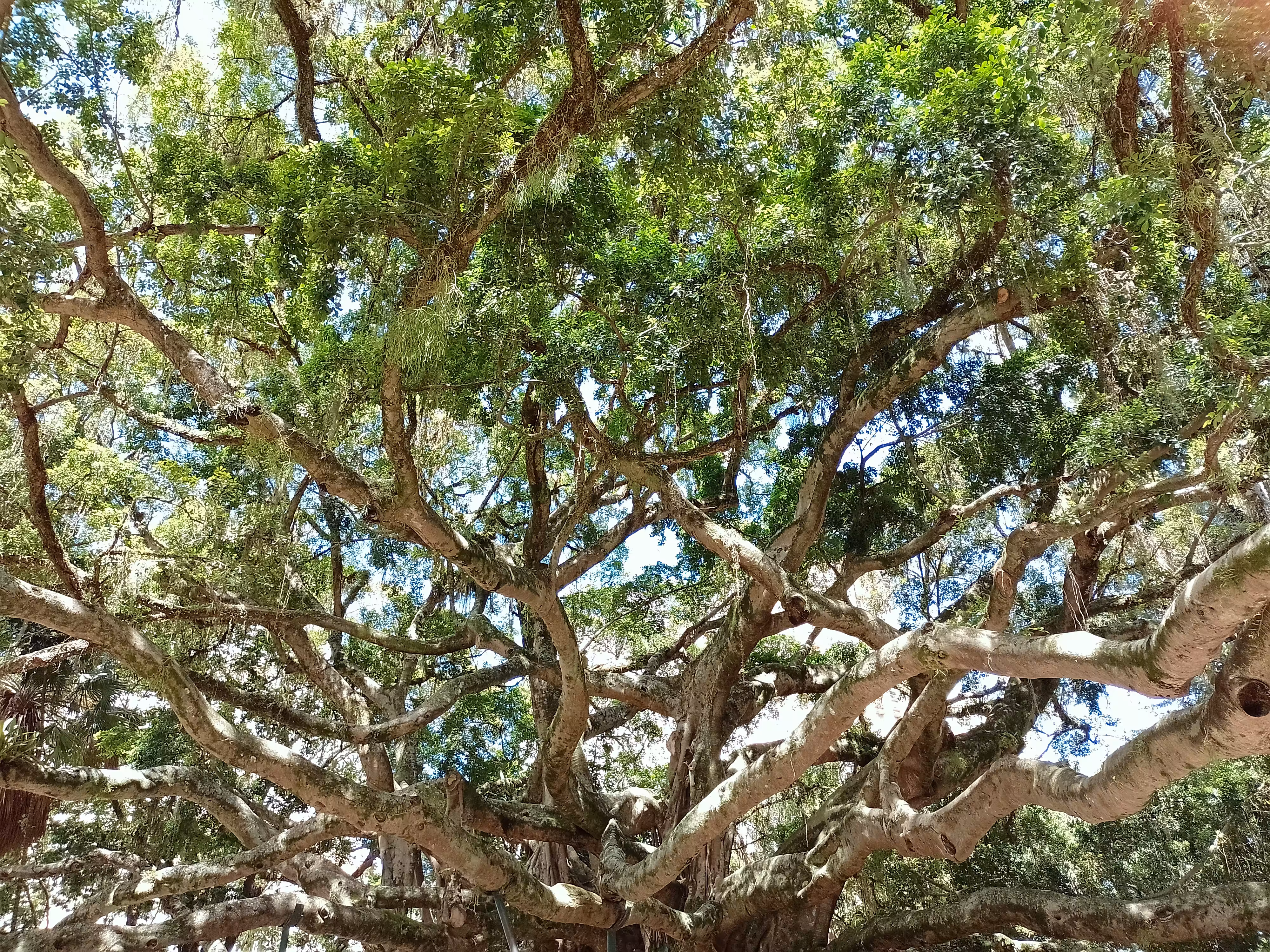 Branches