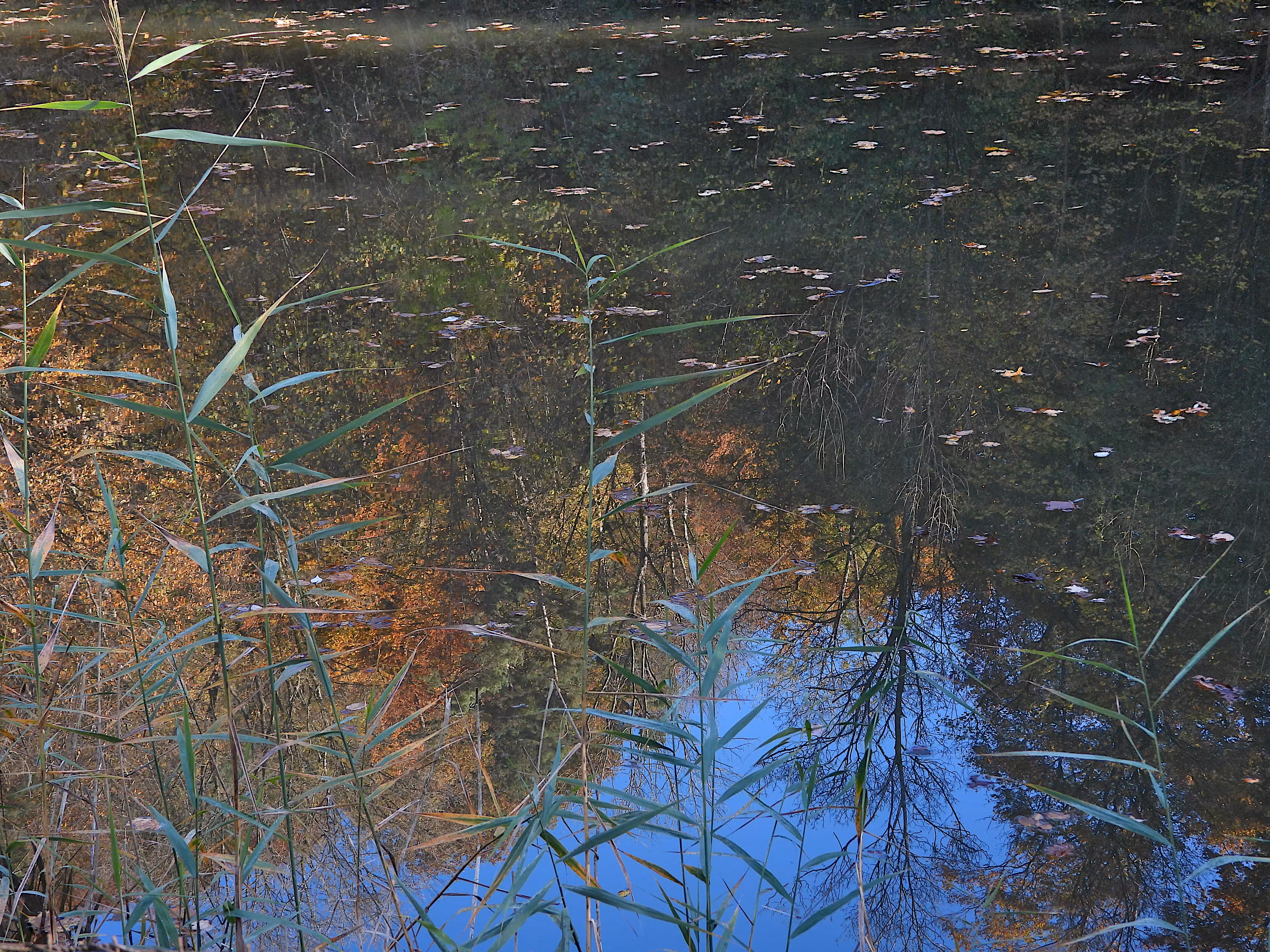 Reflection
