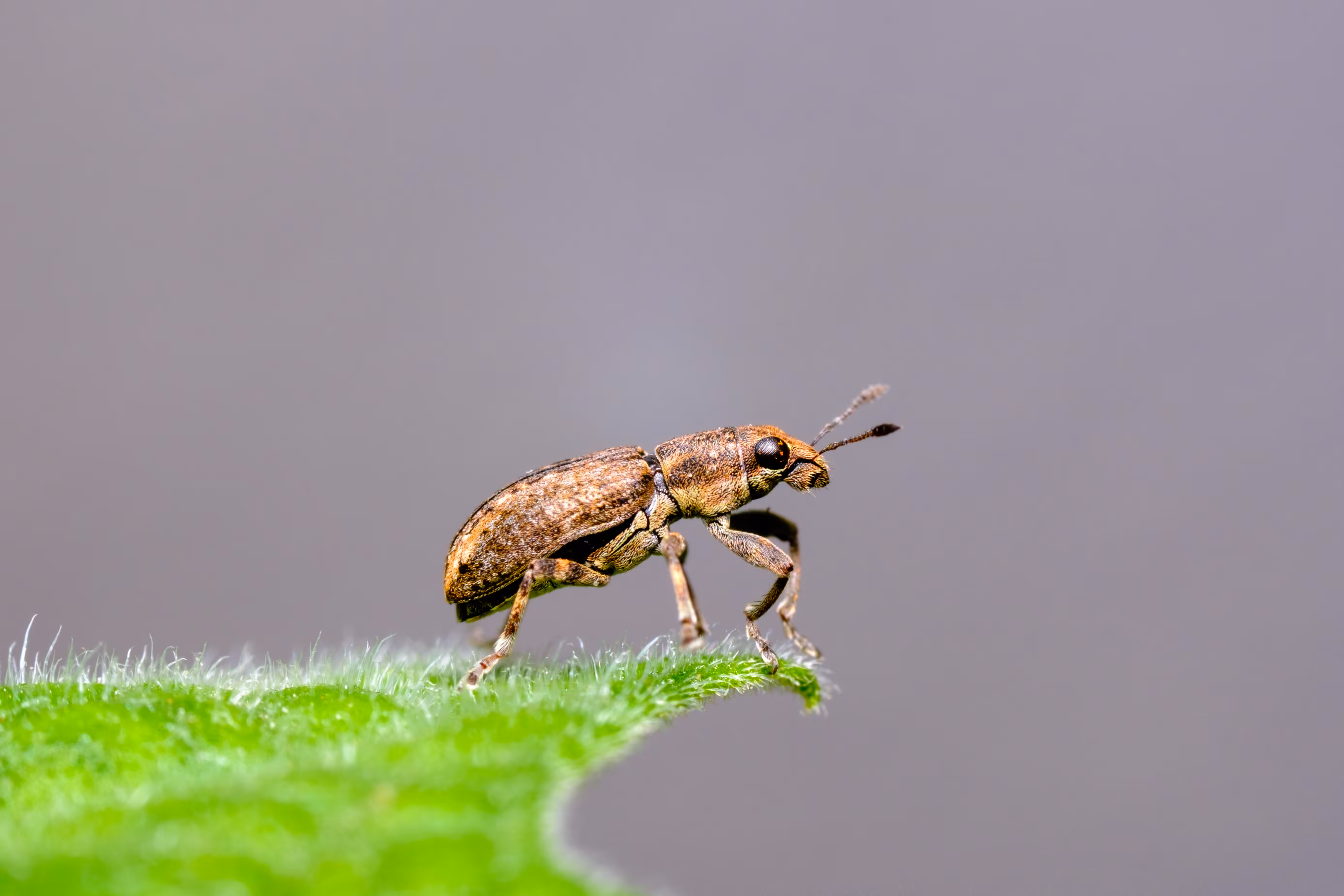 Sitona Lepidus #1
