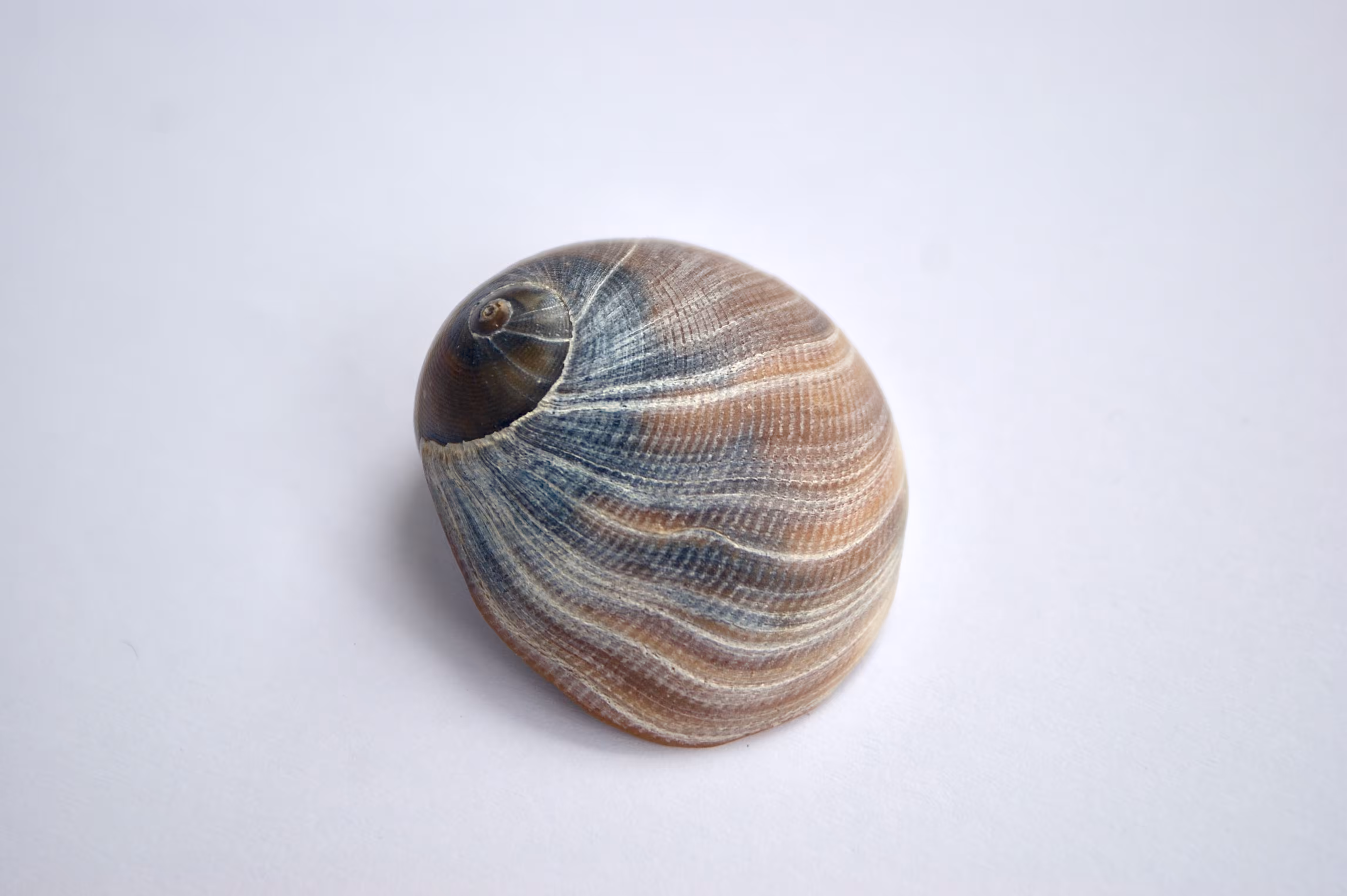 Caracola