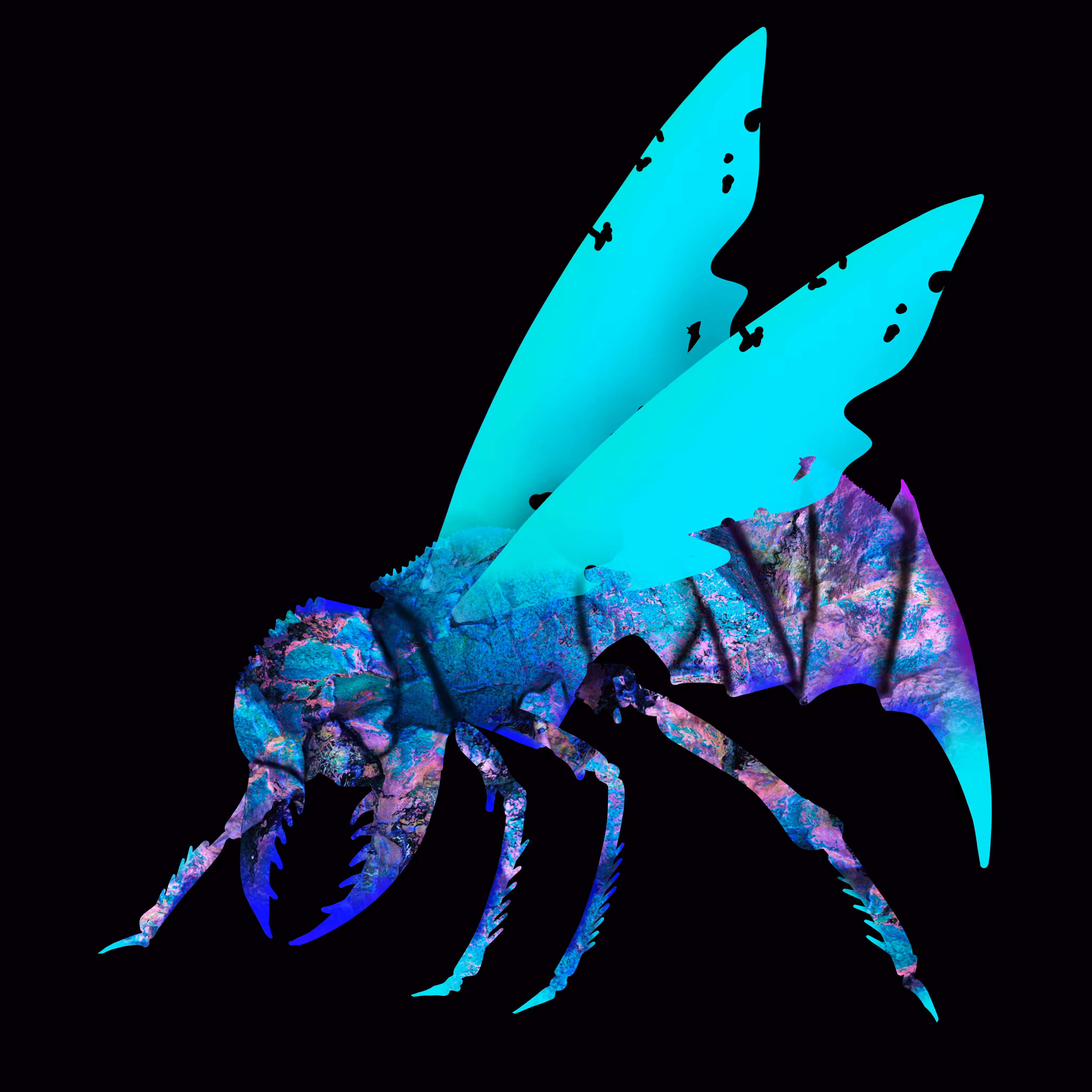 VELUTINA