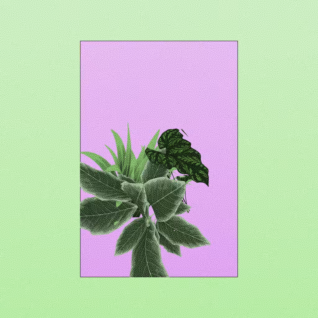 Botany #155