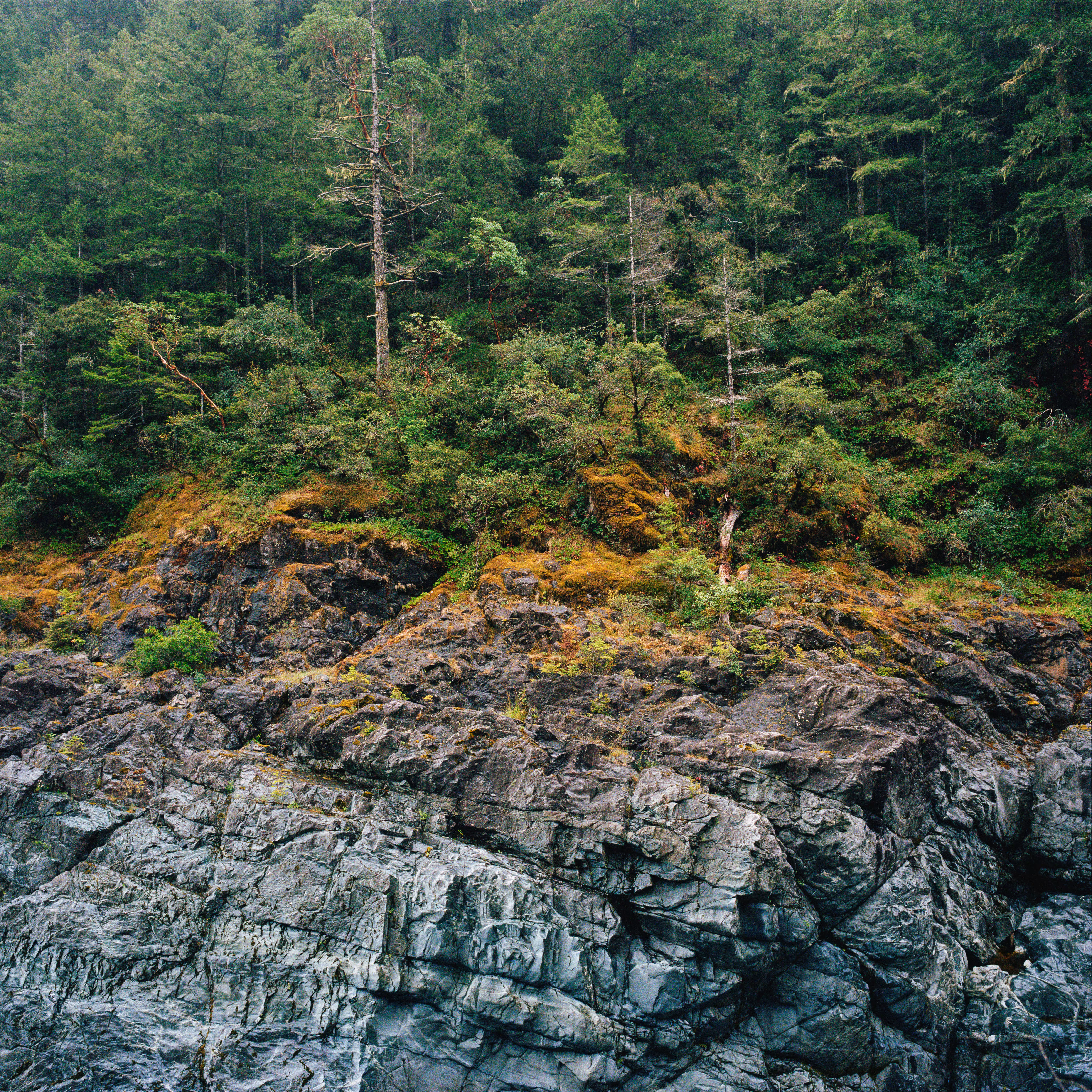Treemeat / Year 03 / AKN03