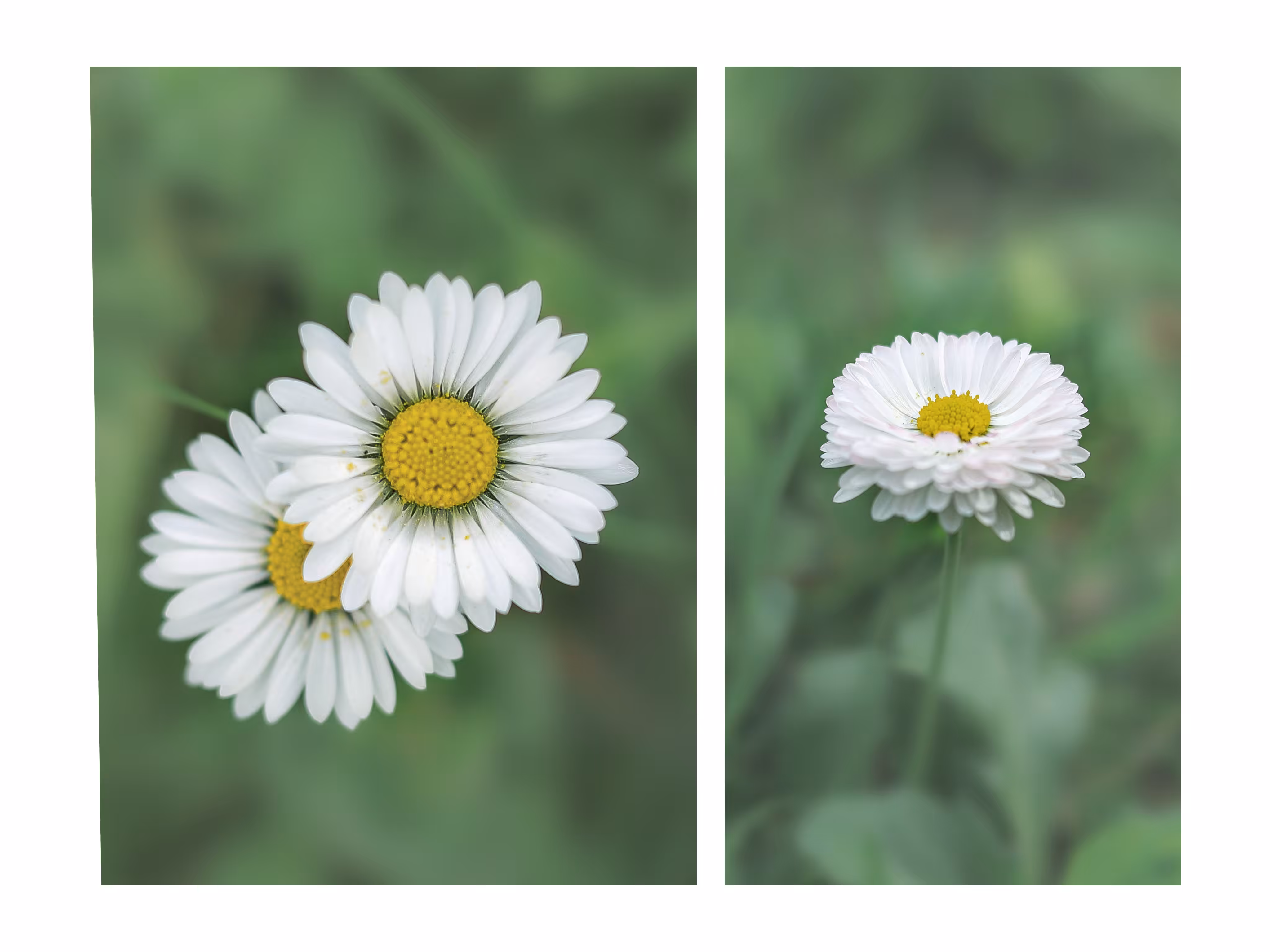 Innocence