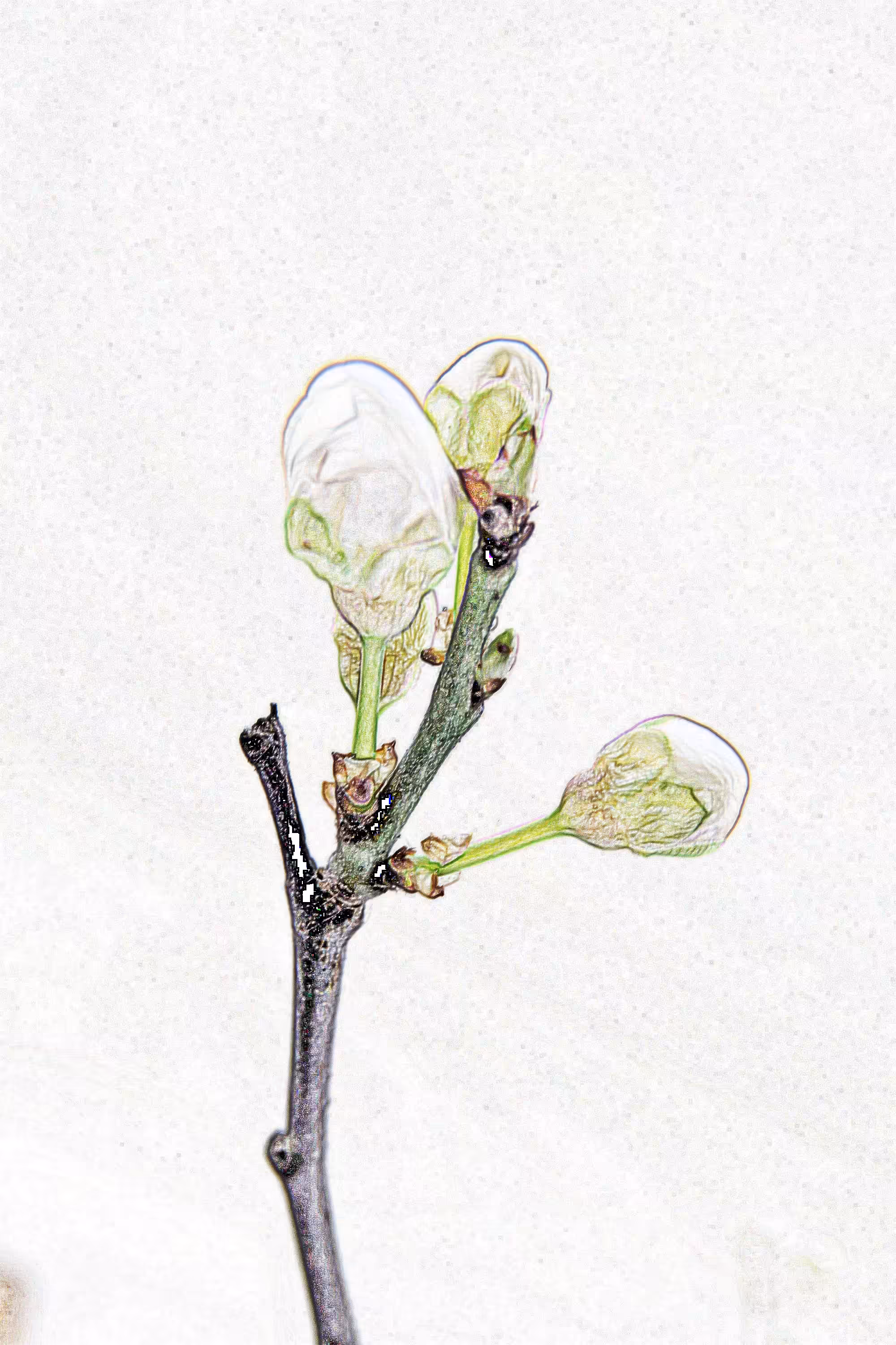 its only natural #23 (almond tree blossom)