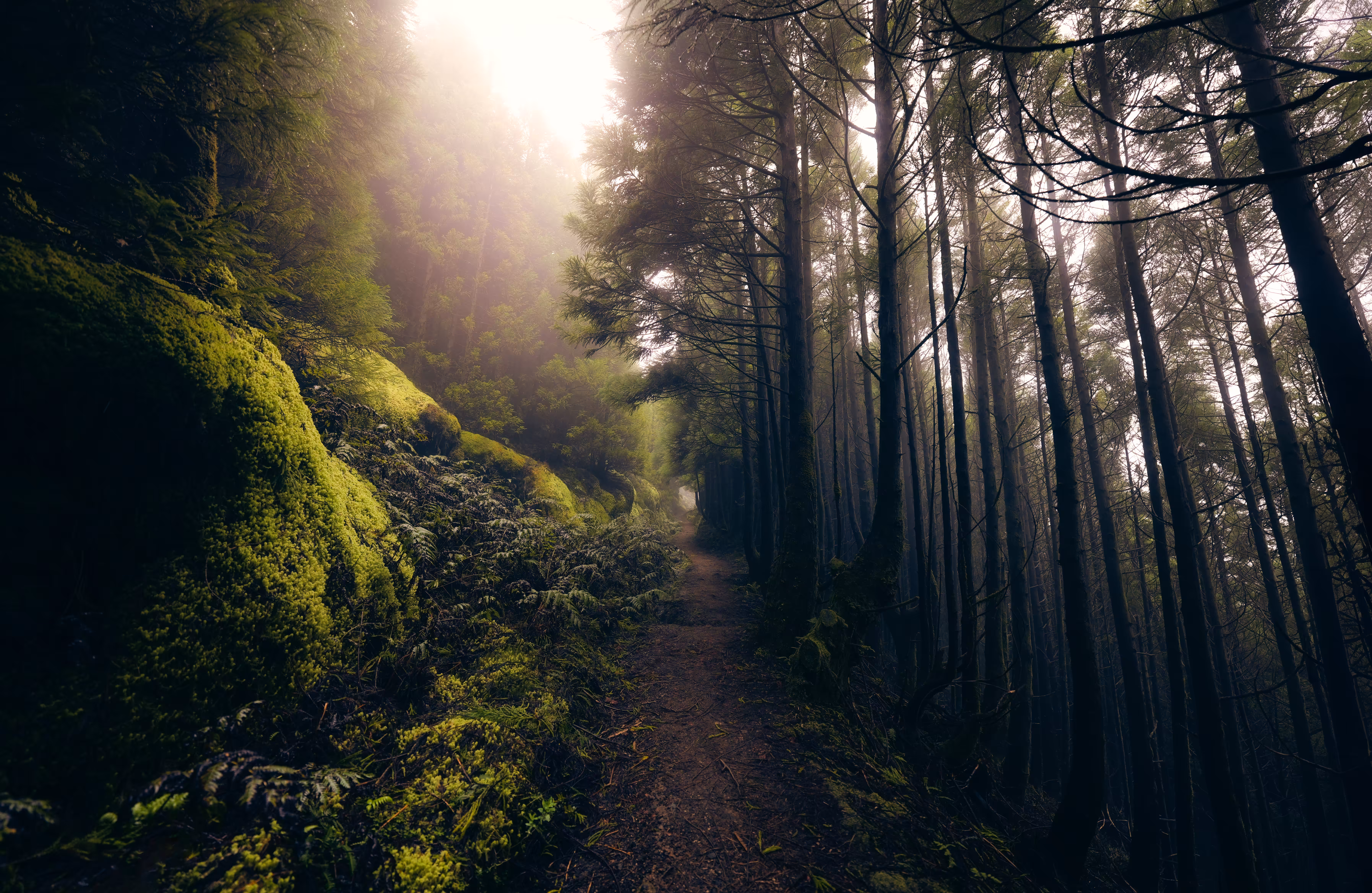 The Whispering Woods