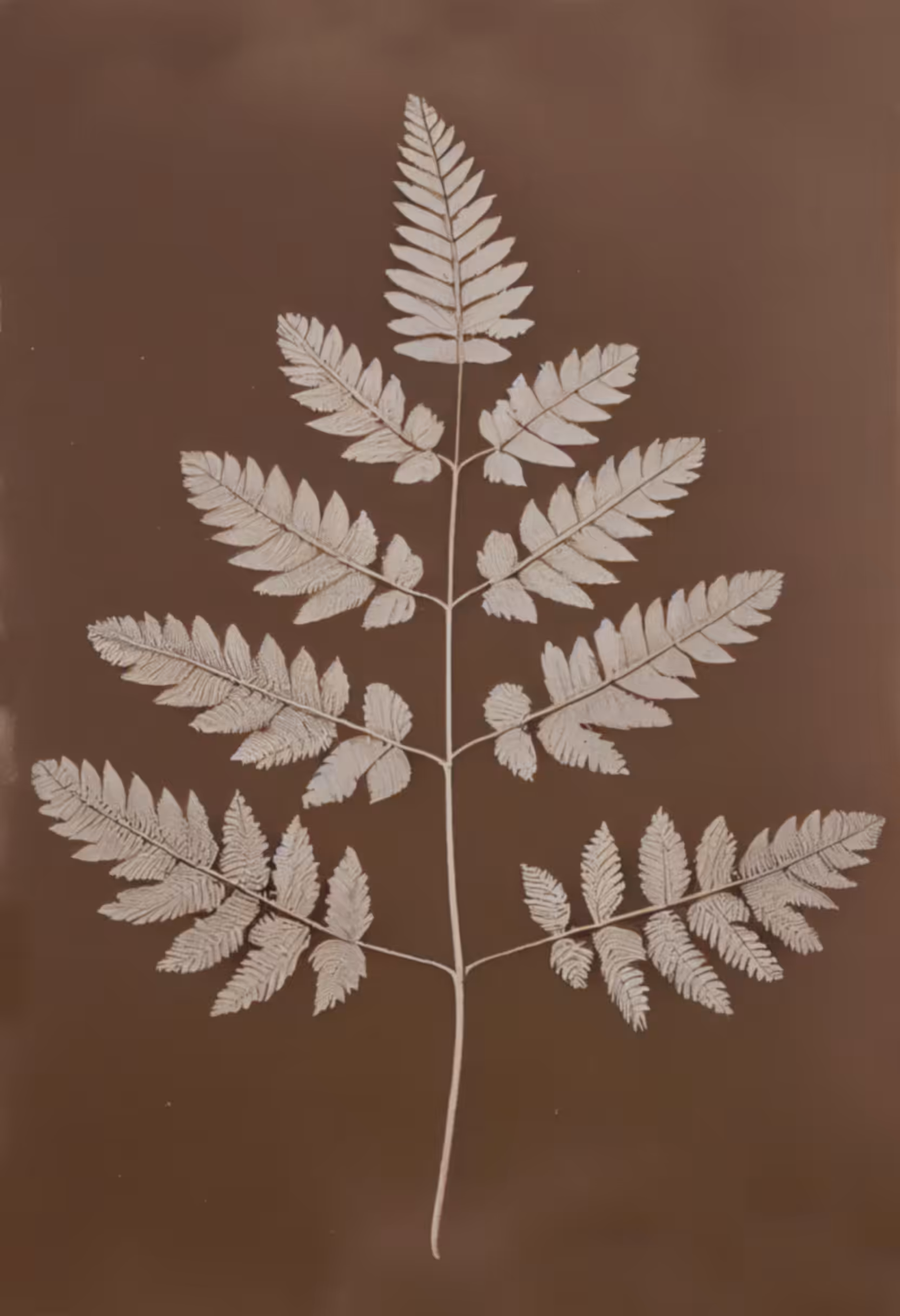 Oak Fern, Photogenic Drawing, 1839