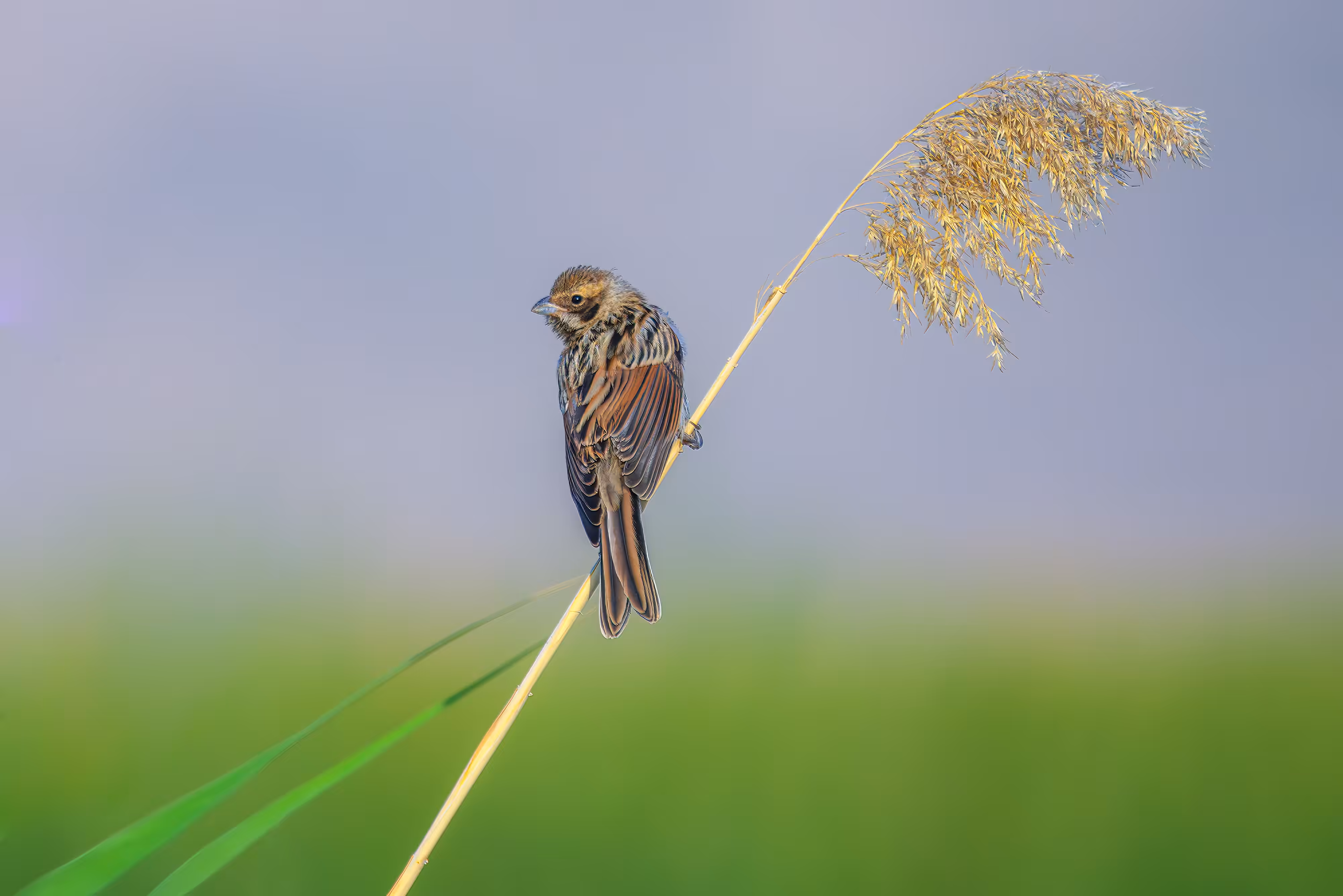 beautiful bird #2