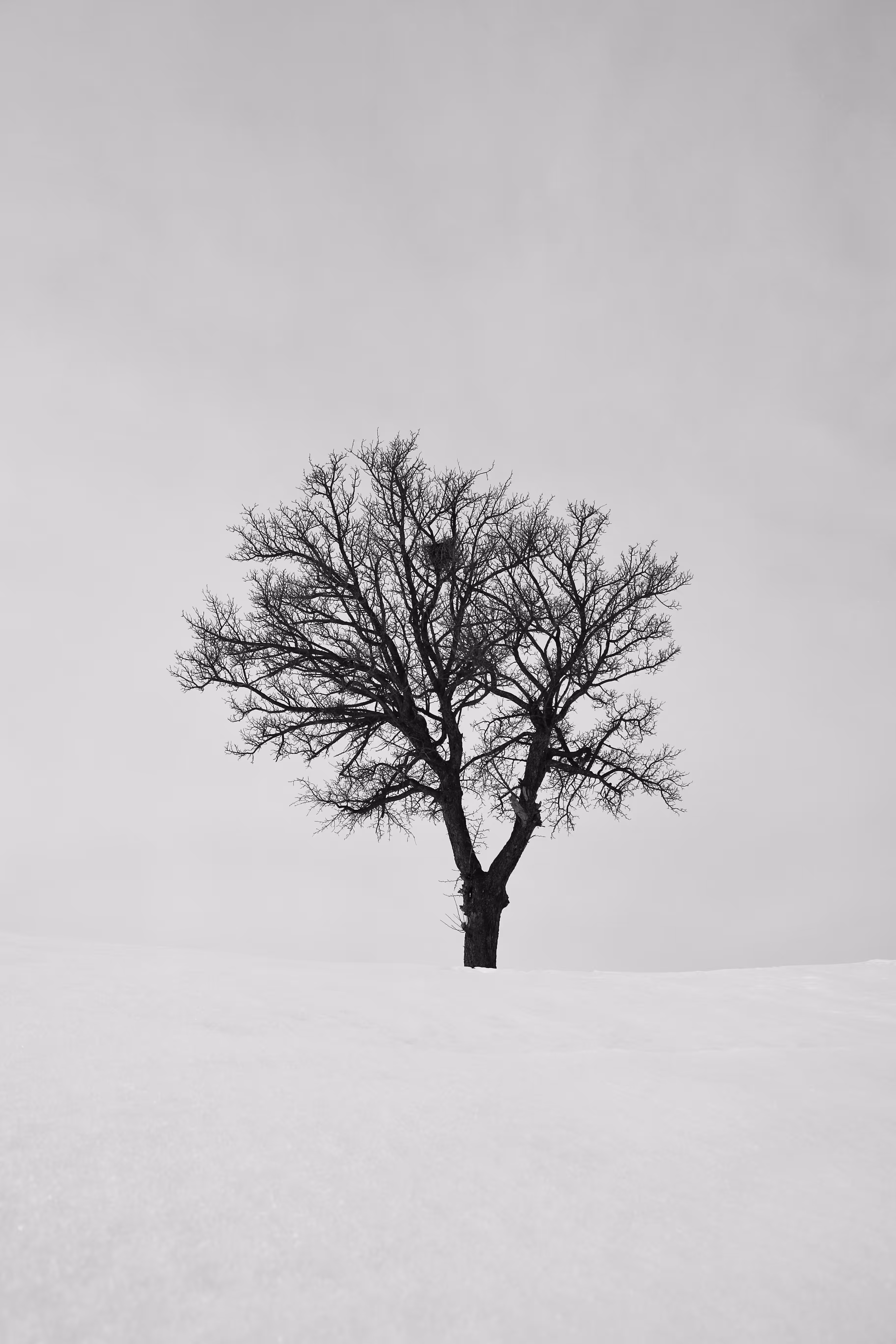 Big Tree