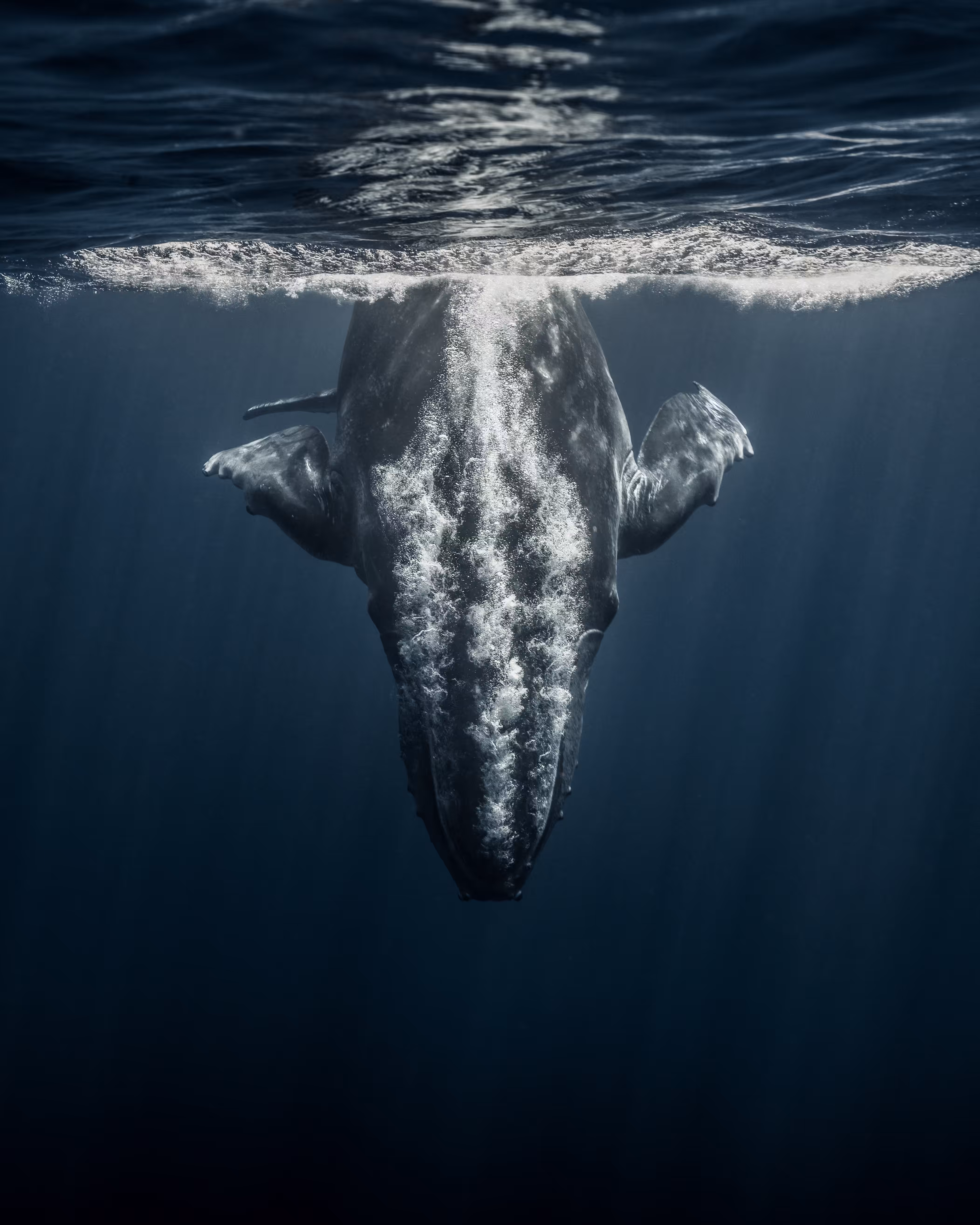 Whales for The People