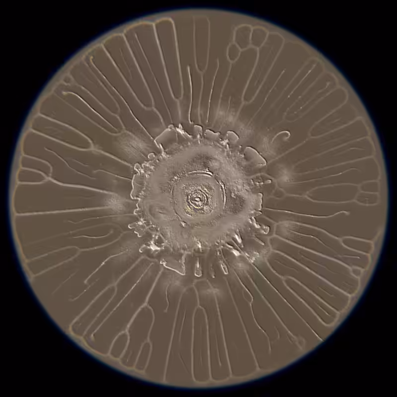 Ethereal Microcosm #117