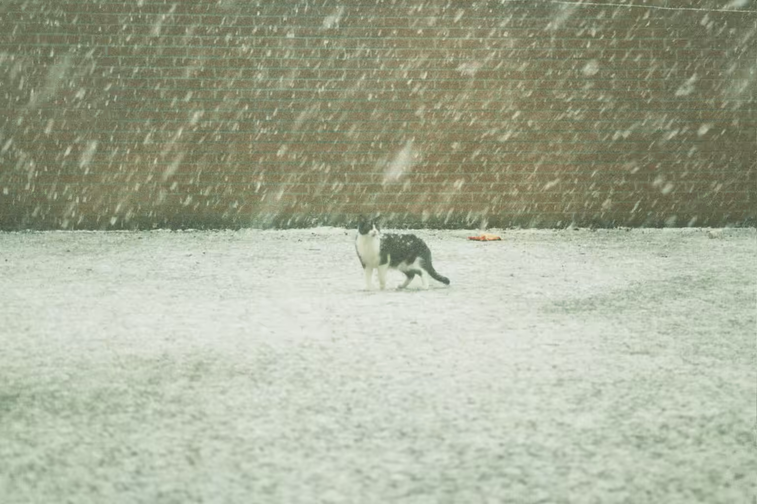 Gizmo enjoys the snow