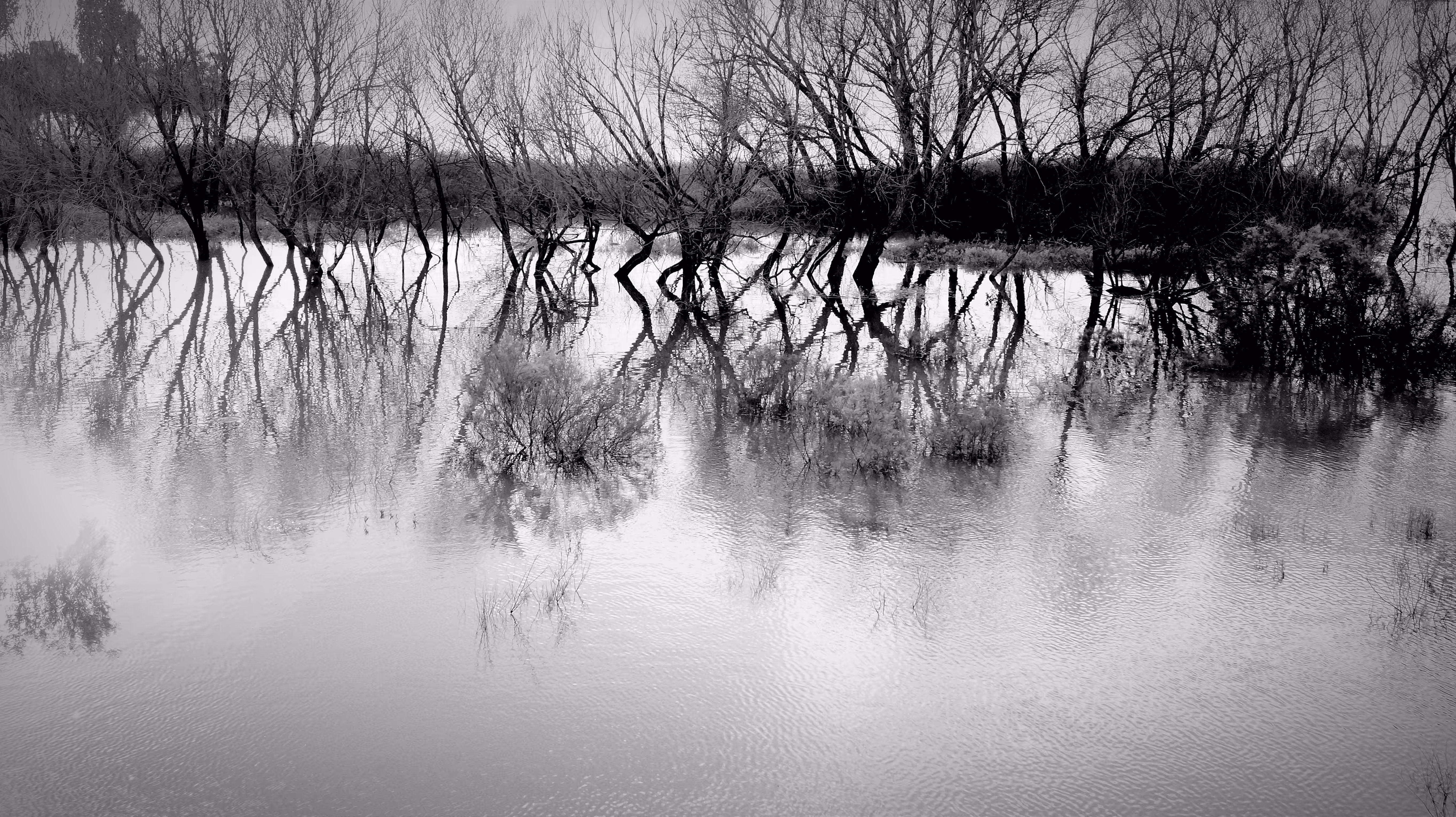 Disturbed trees