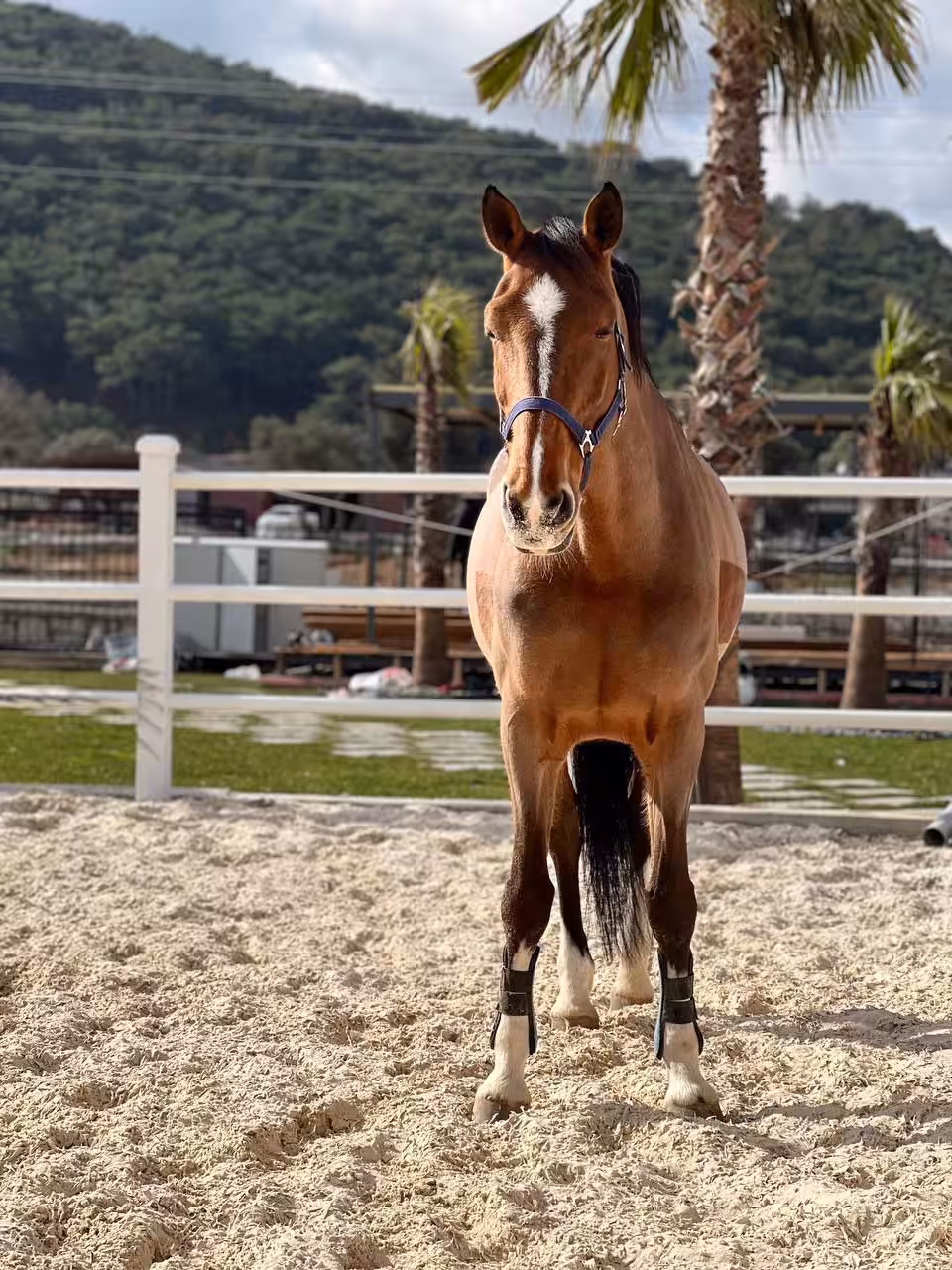 Horse 