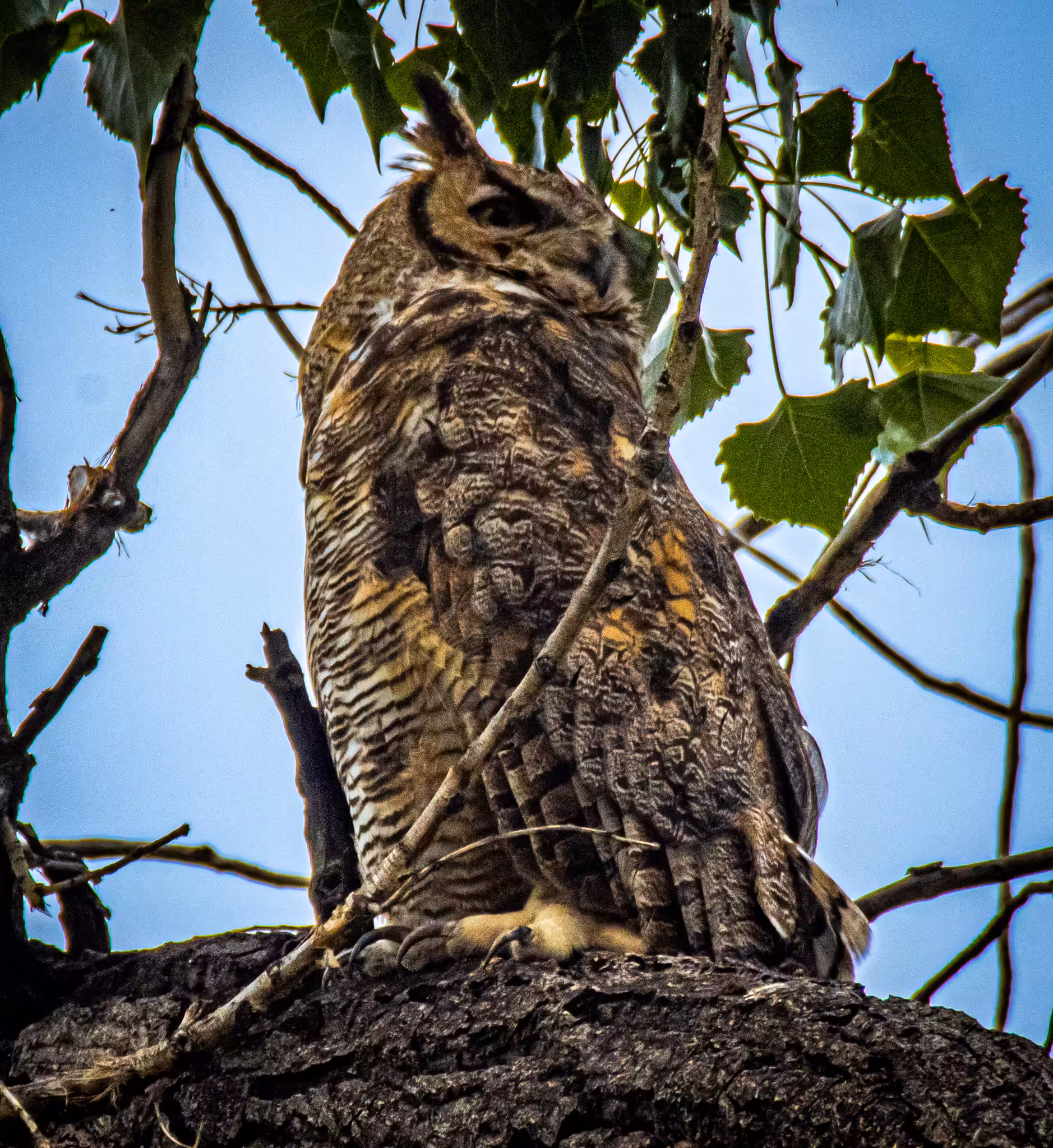 Photo Gardens: Great Horned Owl perched