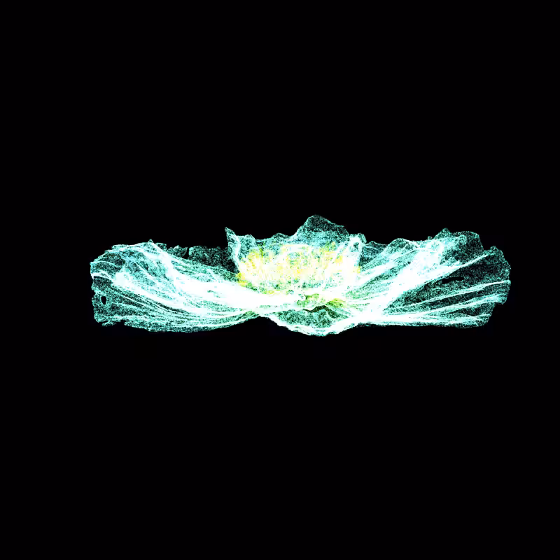 White Poppy 30 #91