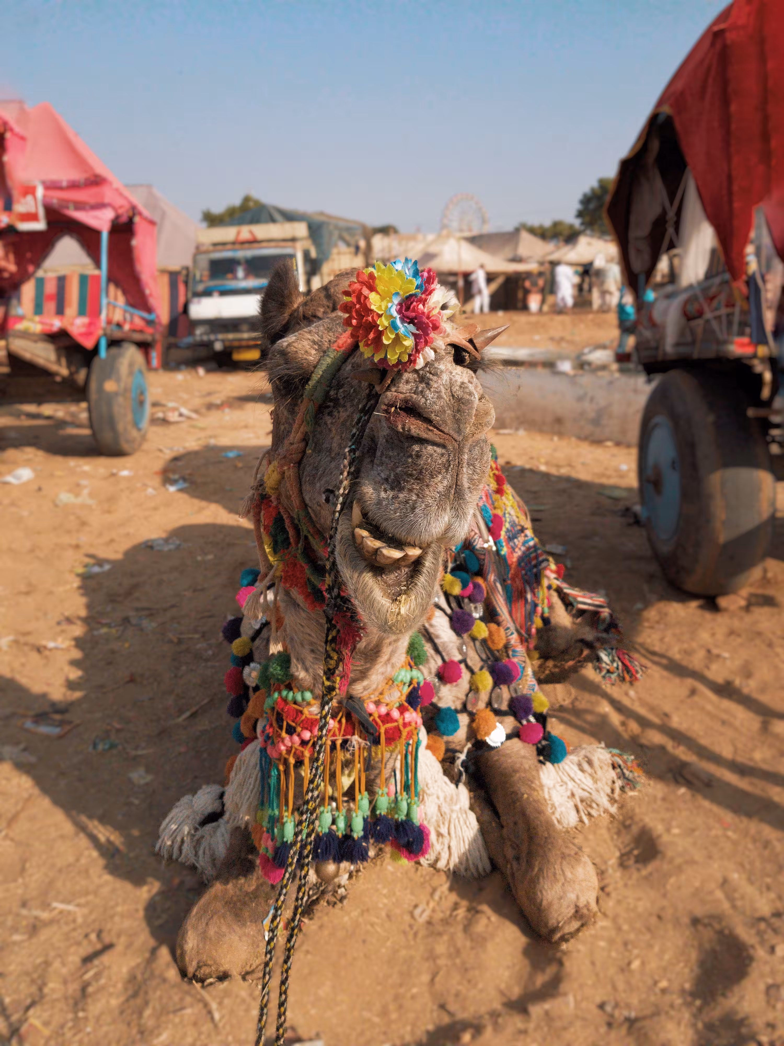The Laughing Camel