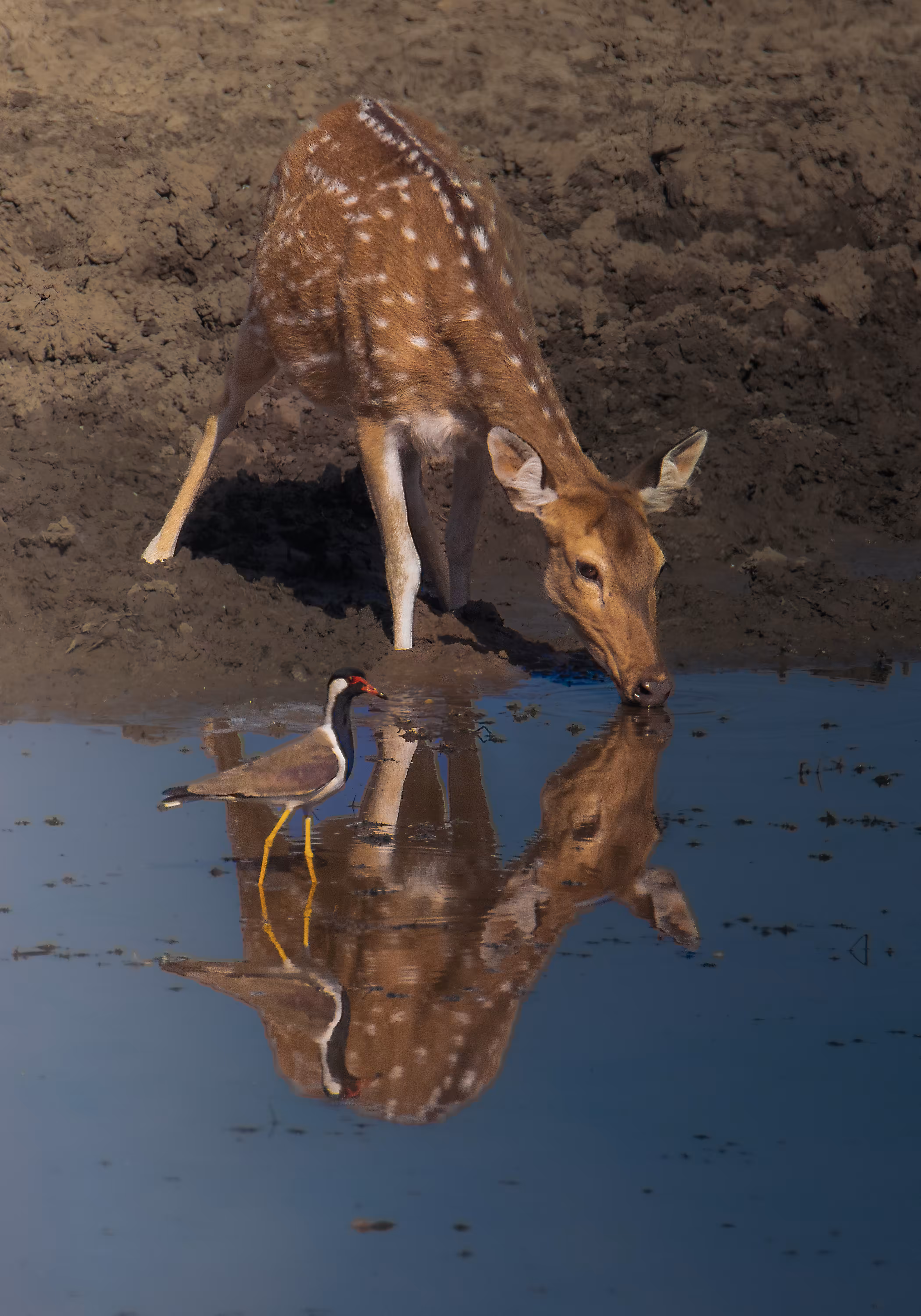 Reflecting on reflection 