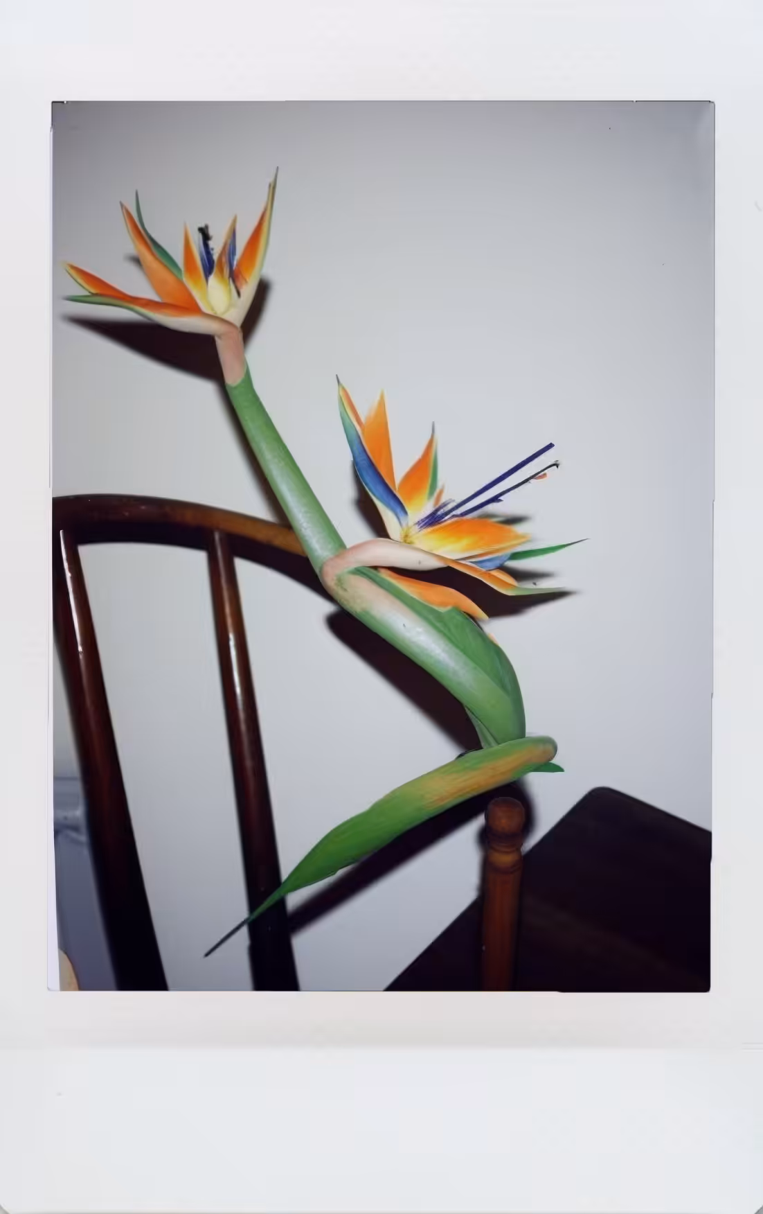 Strelitzia, Instant Photo (instax mini), 2005