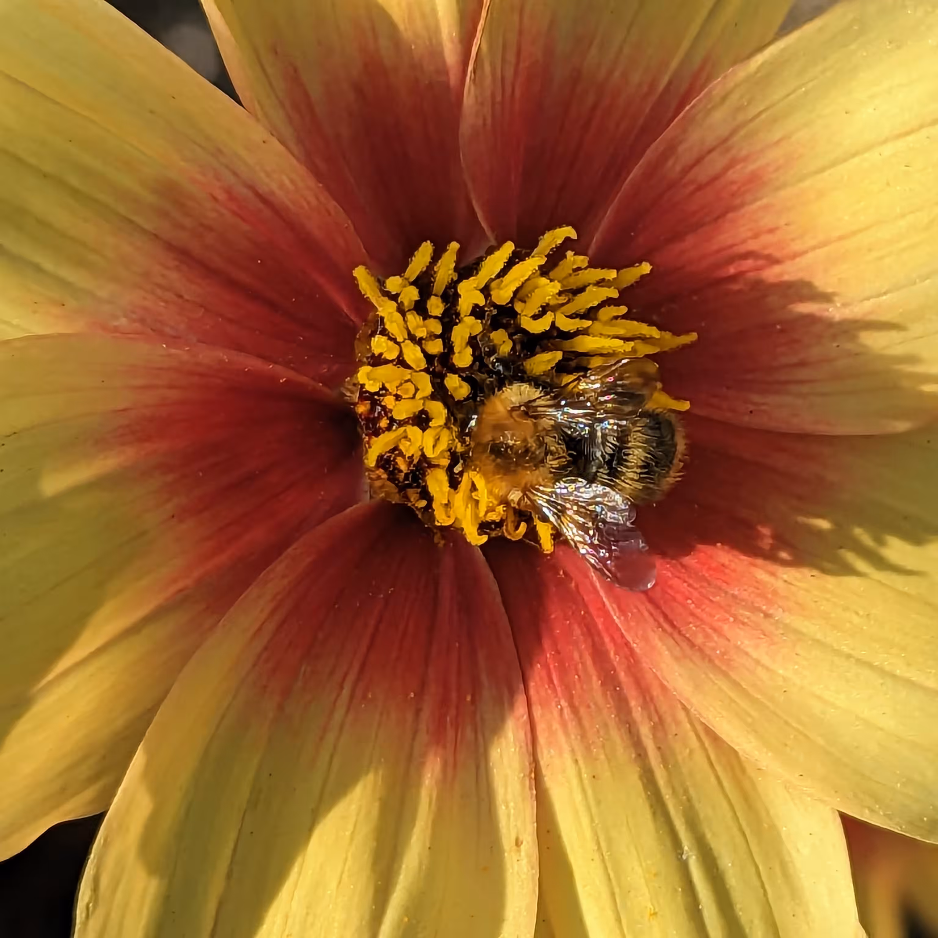 Bee sunny