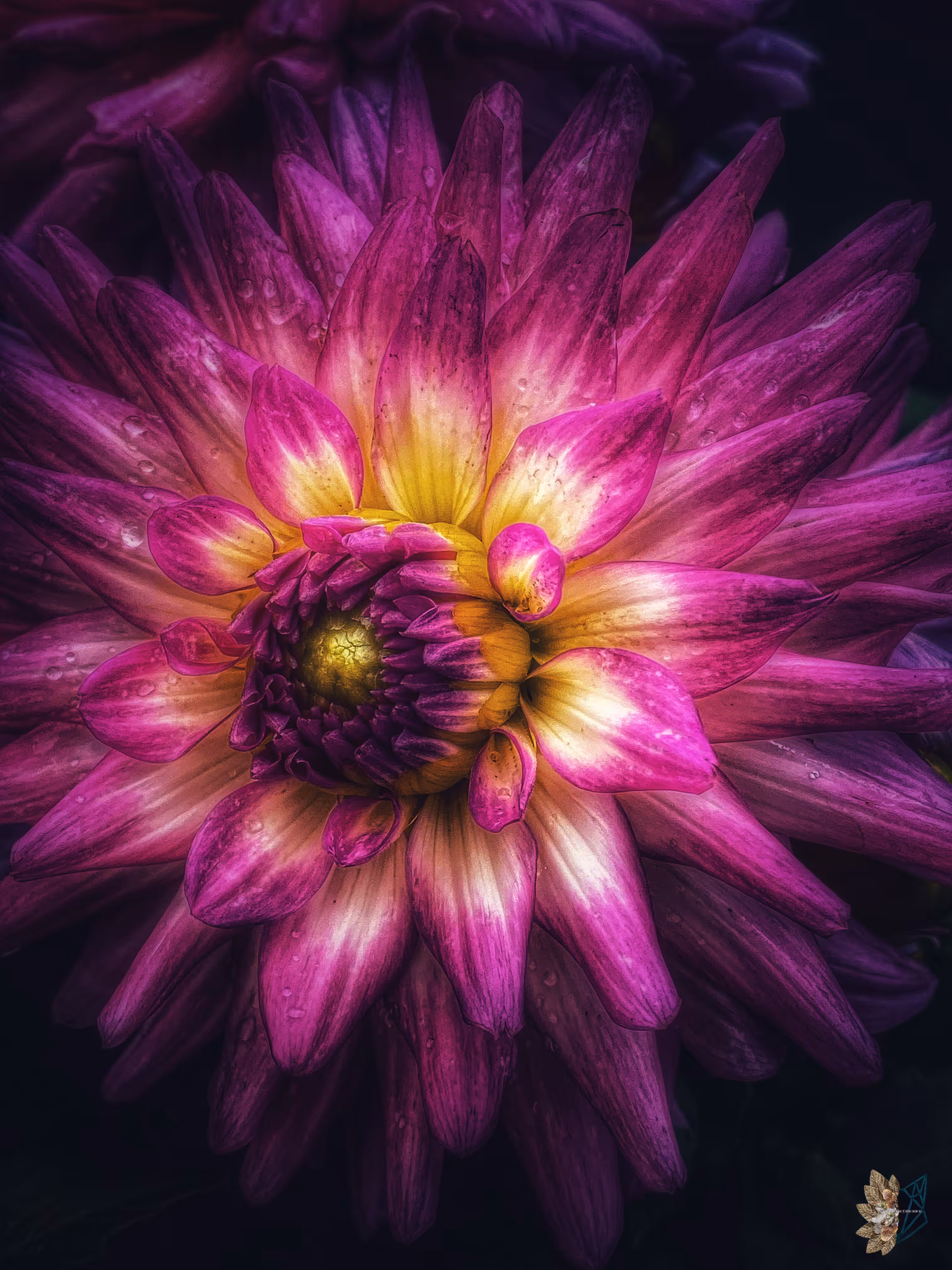 Crimson Starburst 
