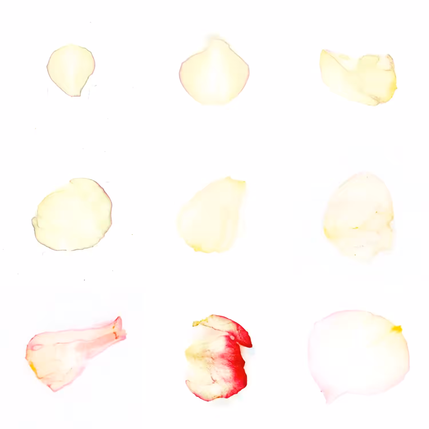 Infinite Petals 3x3#1459