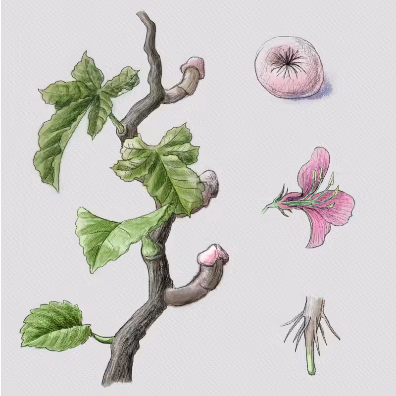 Codex aphrodiziacum - 1 #15