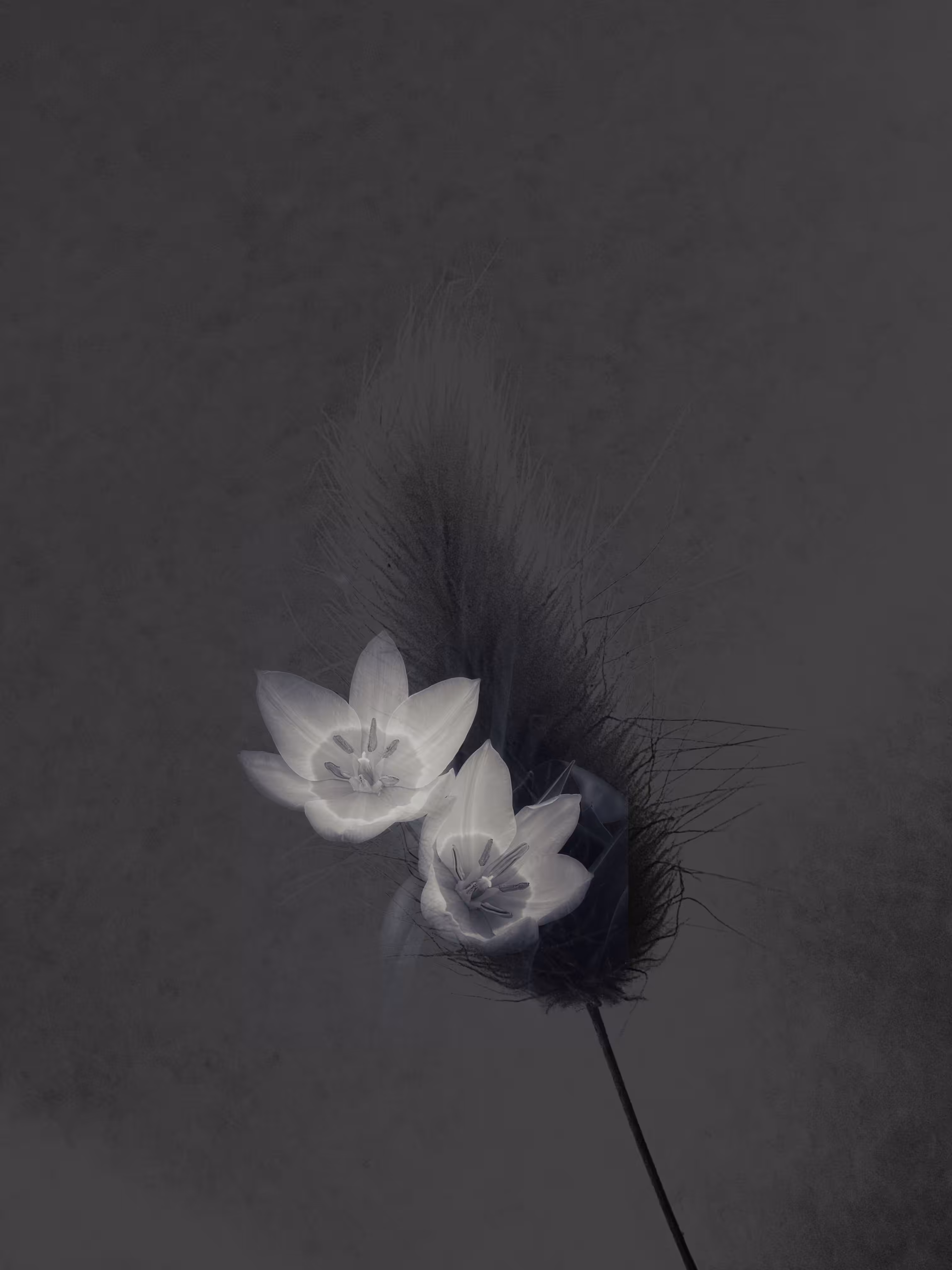 🖤Ghost of My Former Self: Miniature Tulips 