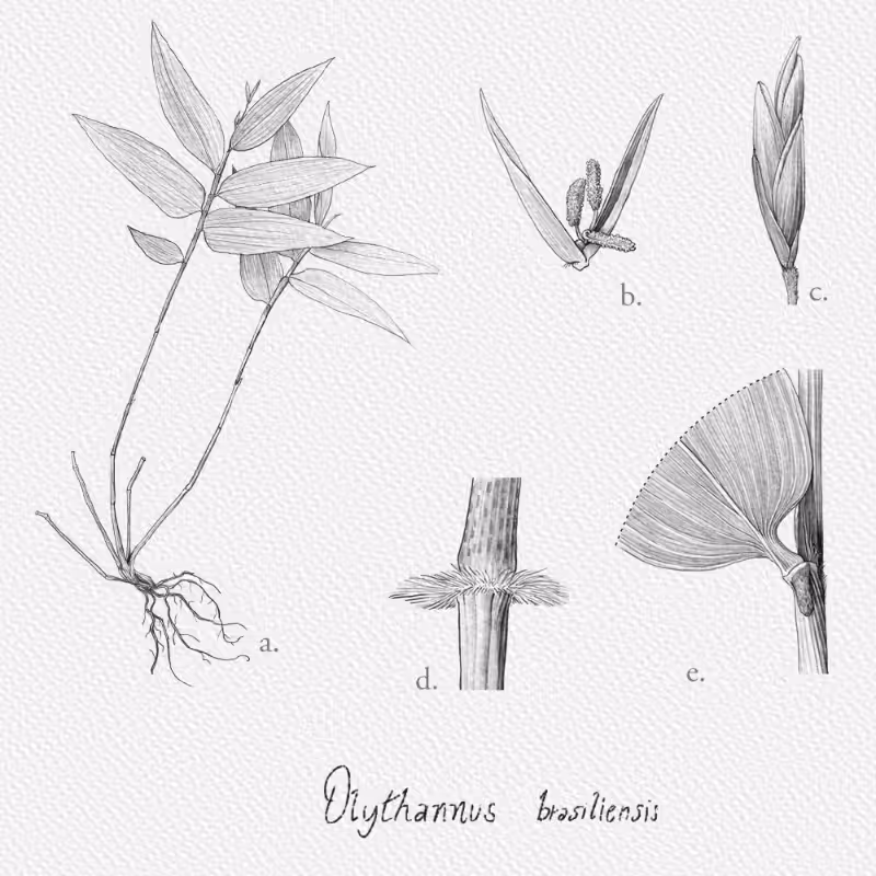 Botanical Illustration - Bambusoideae 1 #26