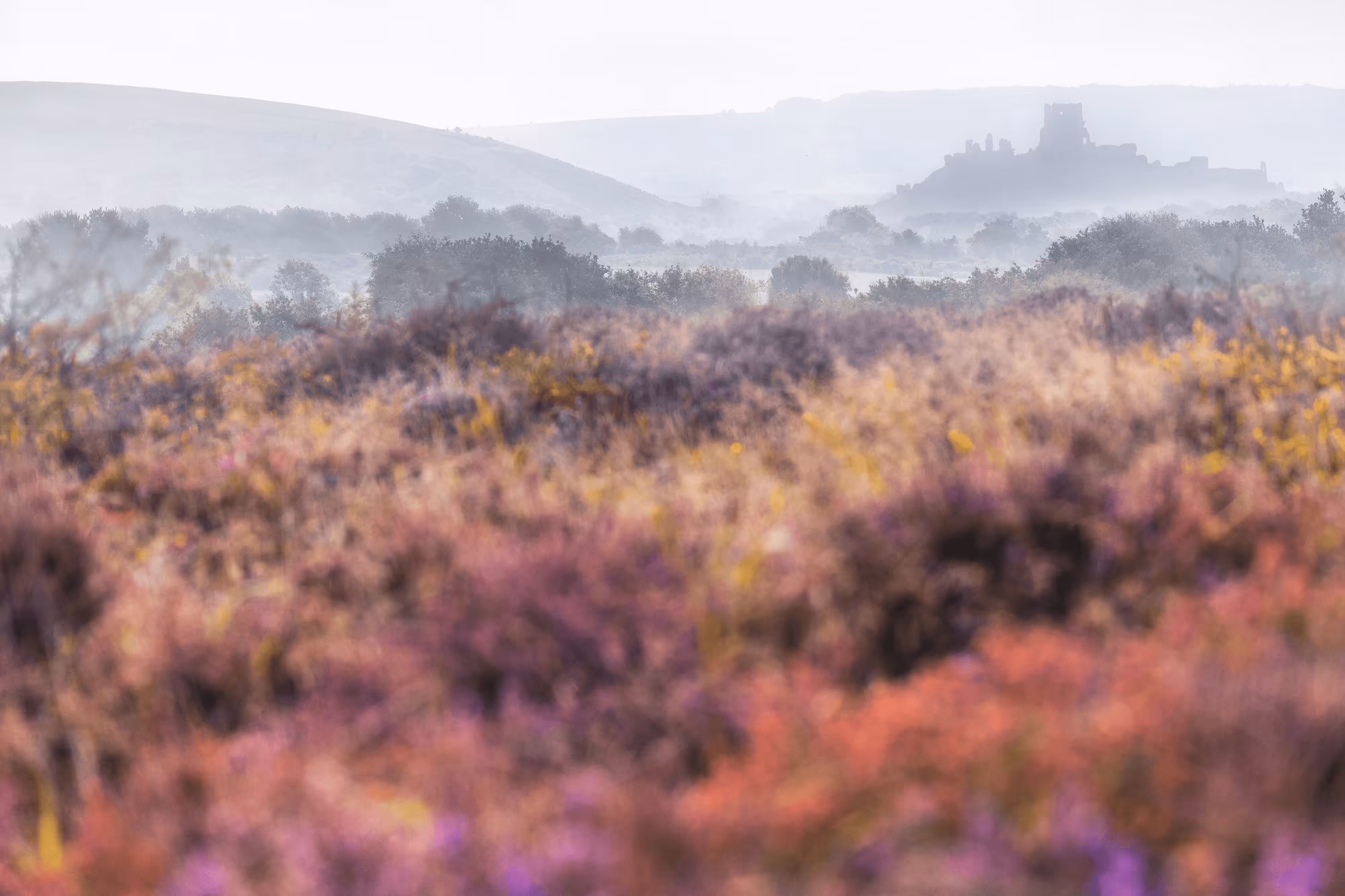 The Colours of Corfe