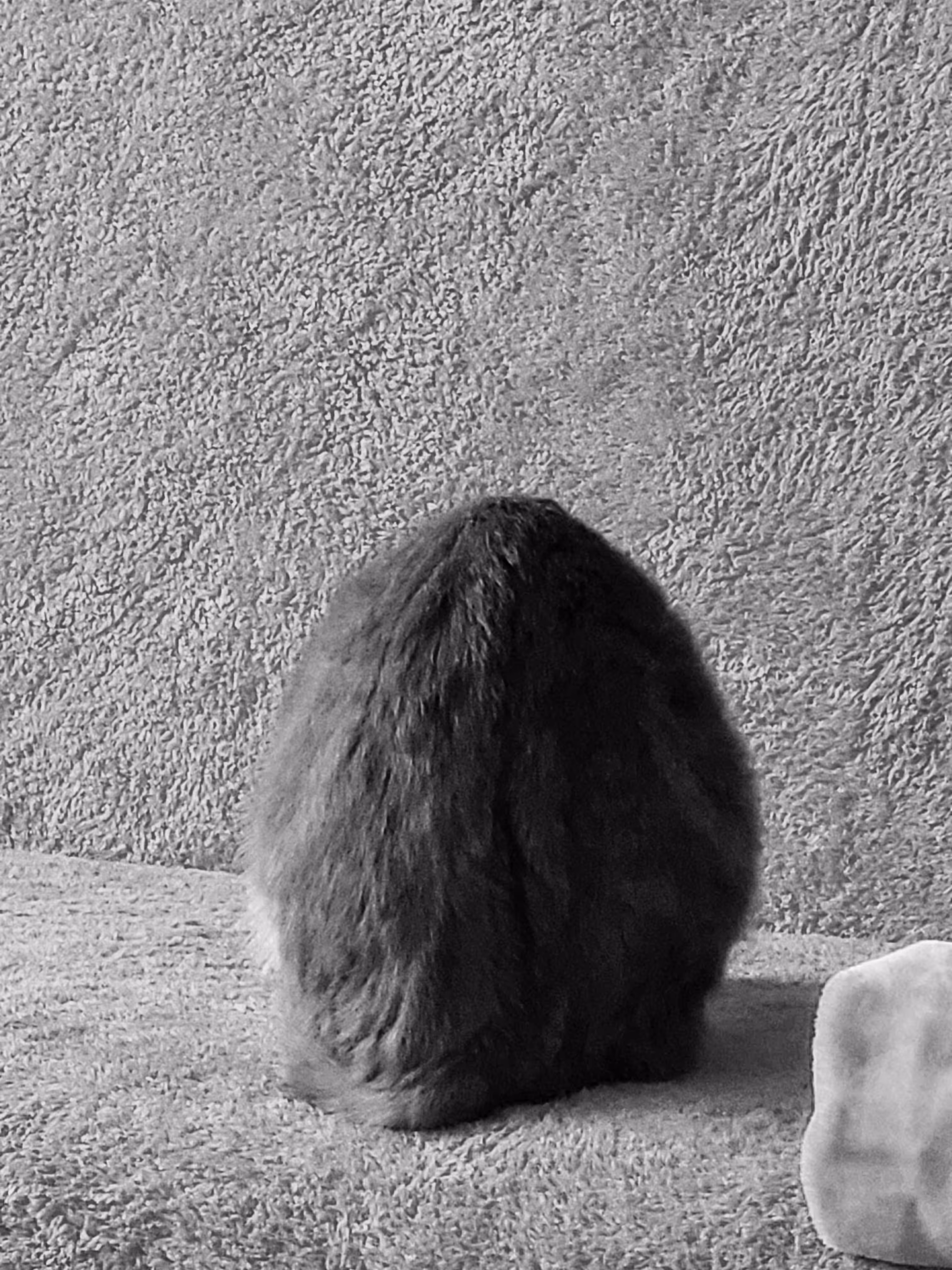 The Cat or The Egg 