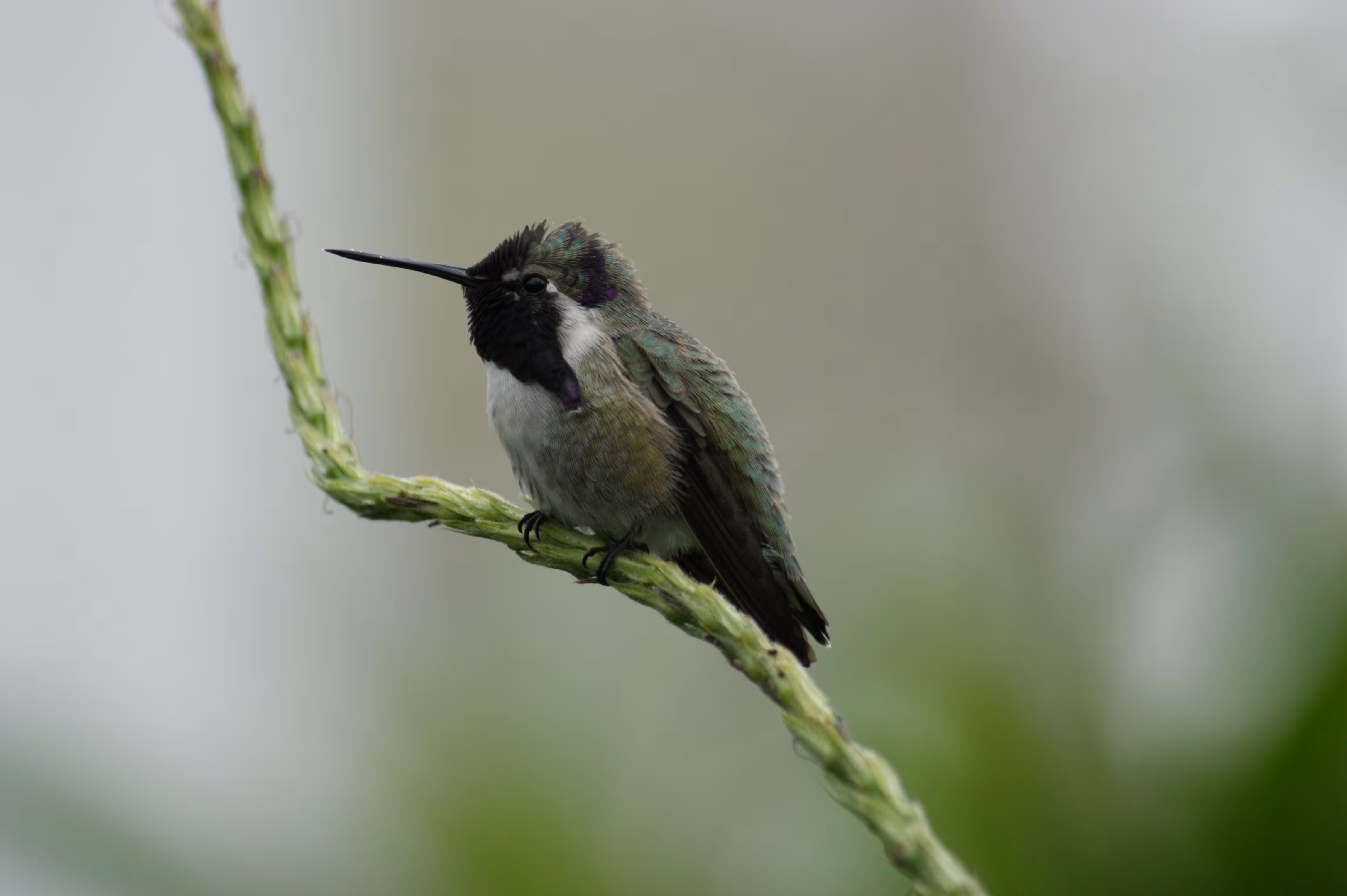 Series 1: Fauna – 002 – Costa’s Hummingbird