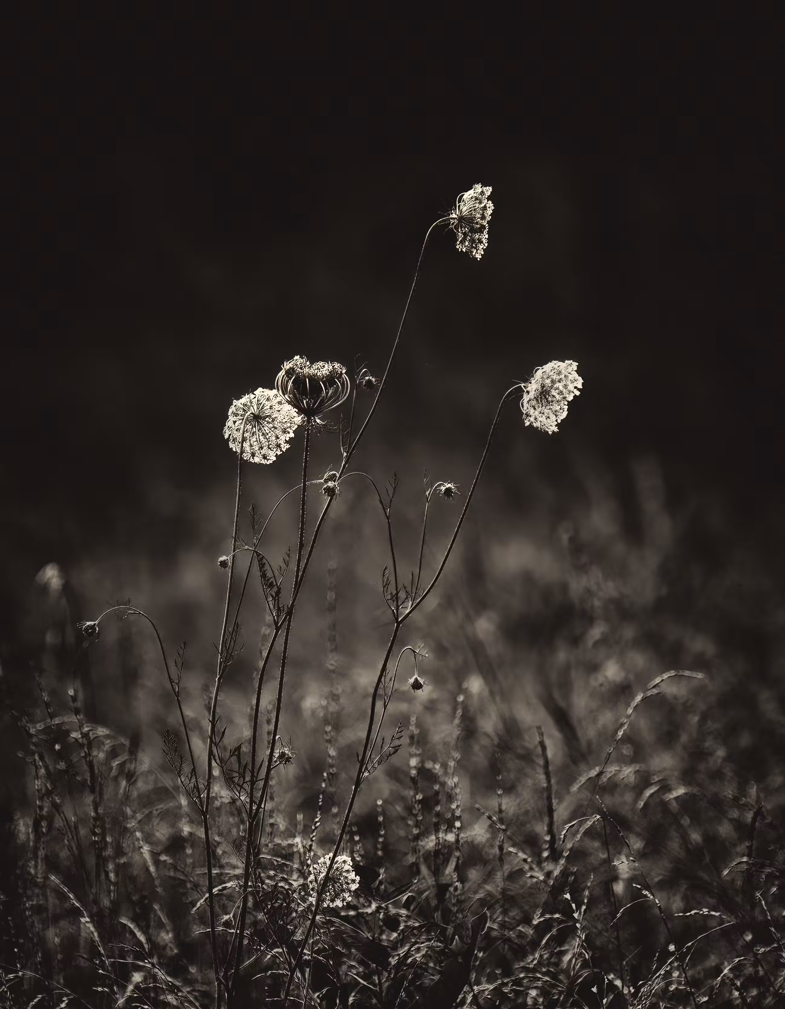 Queen Anne's Lace