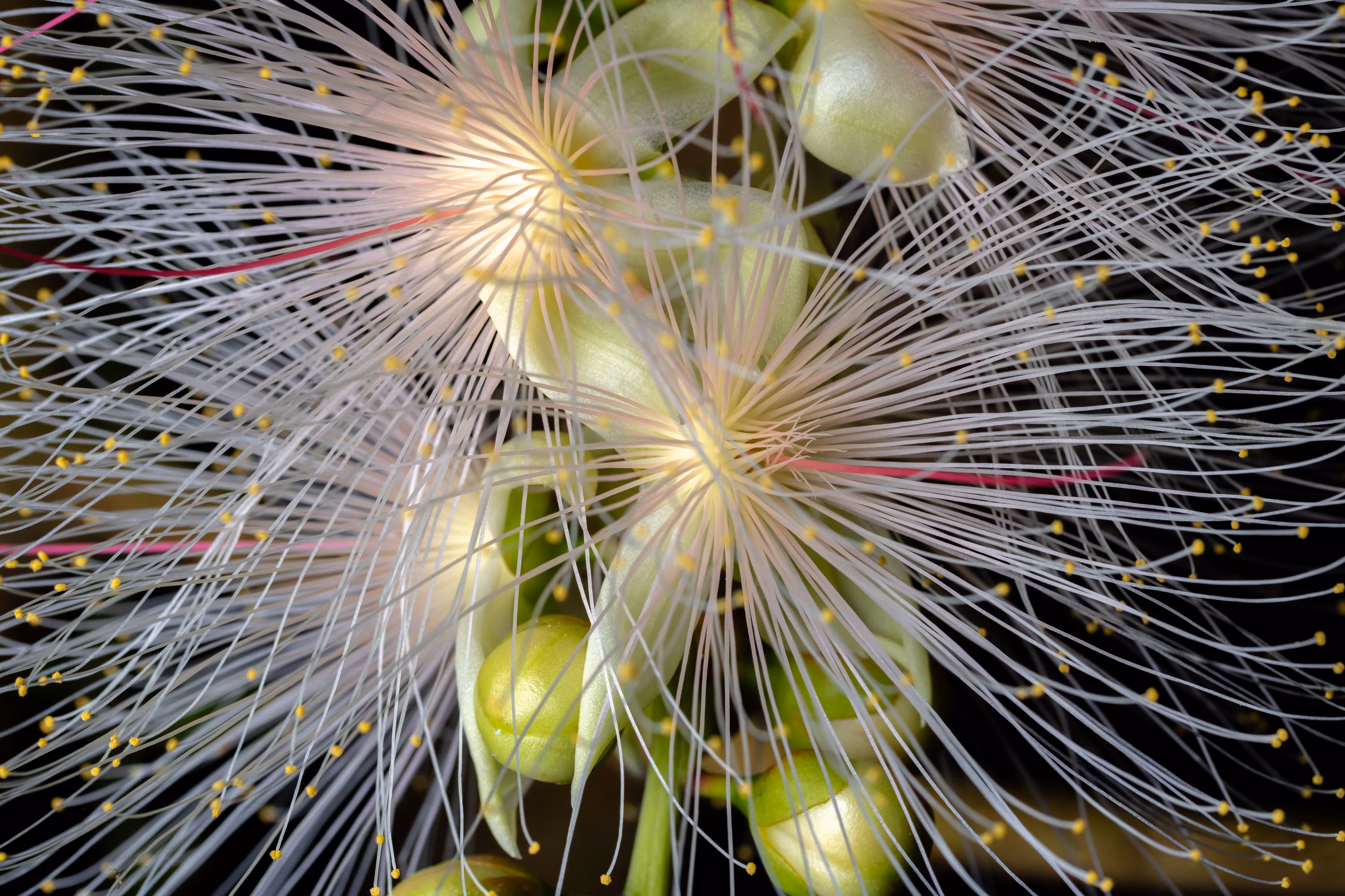Barringtonia Fiber Optics