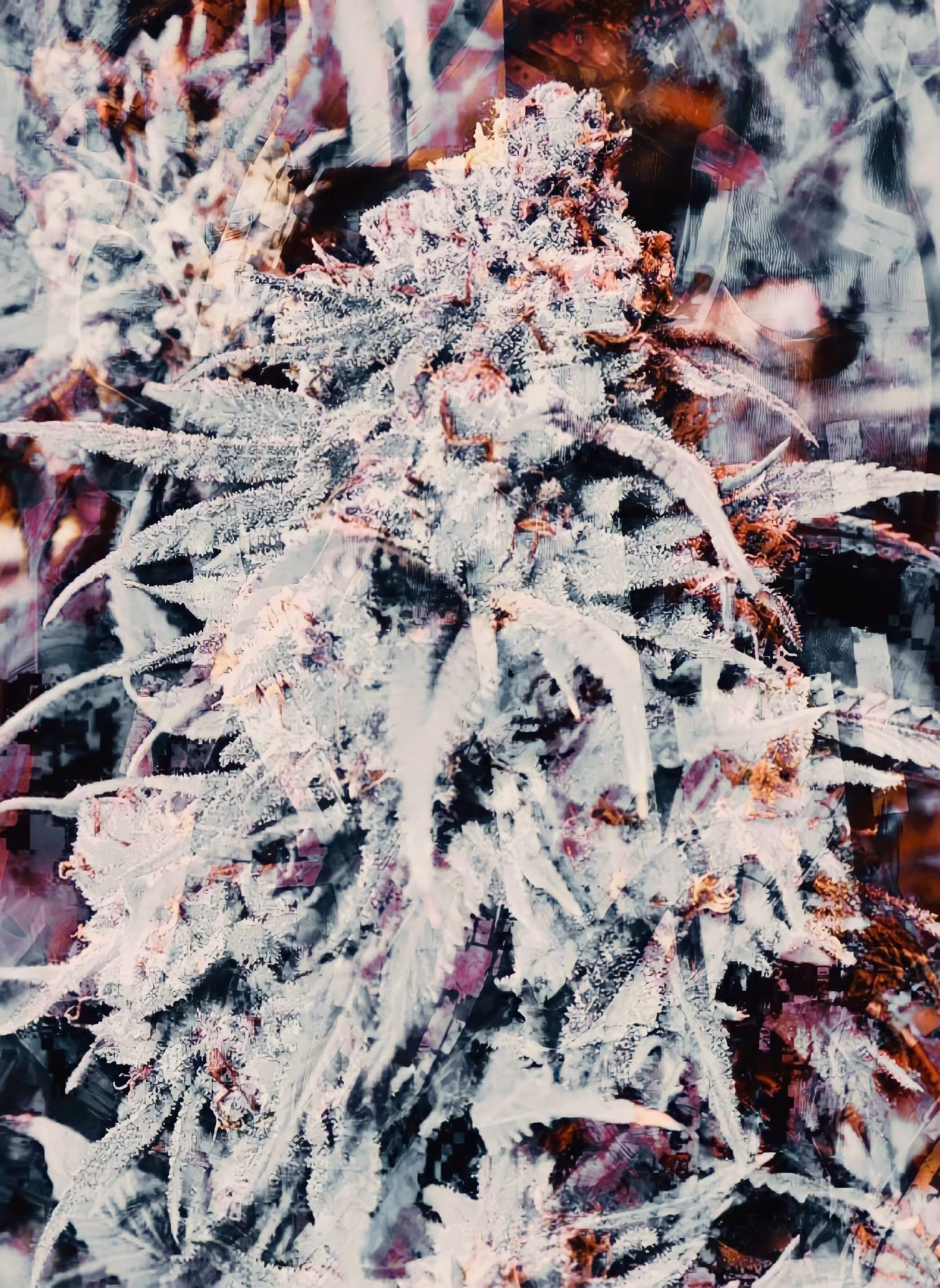 LIFE OG