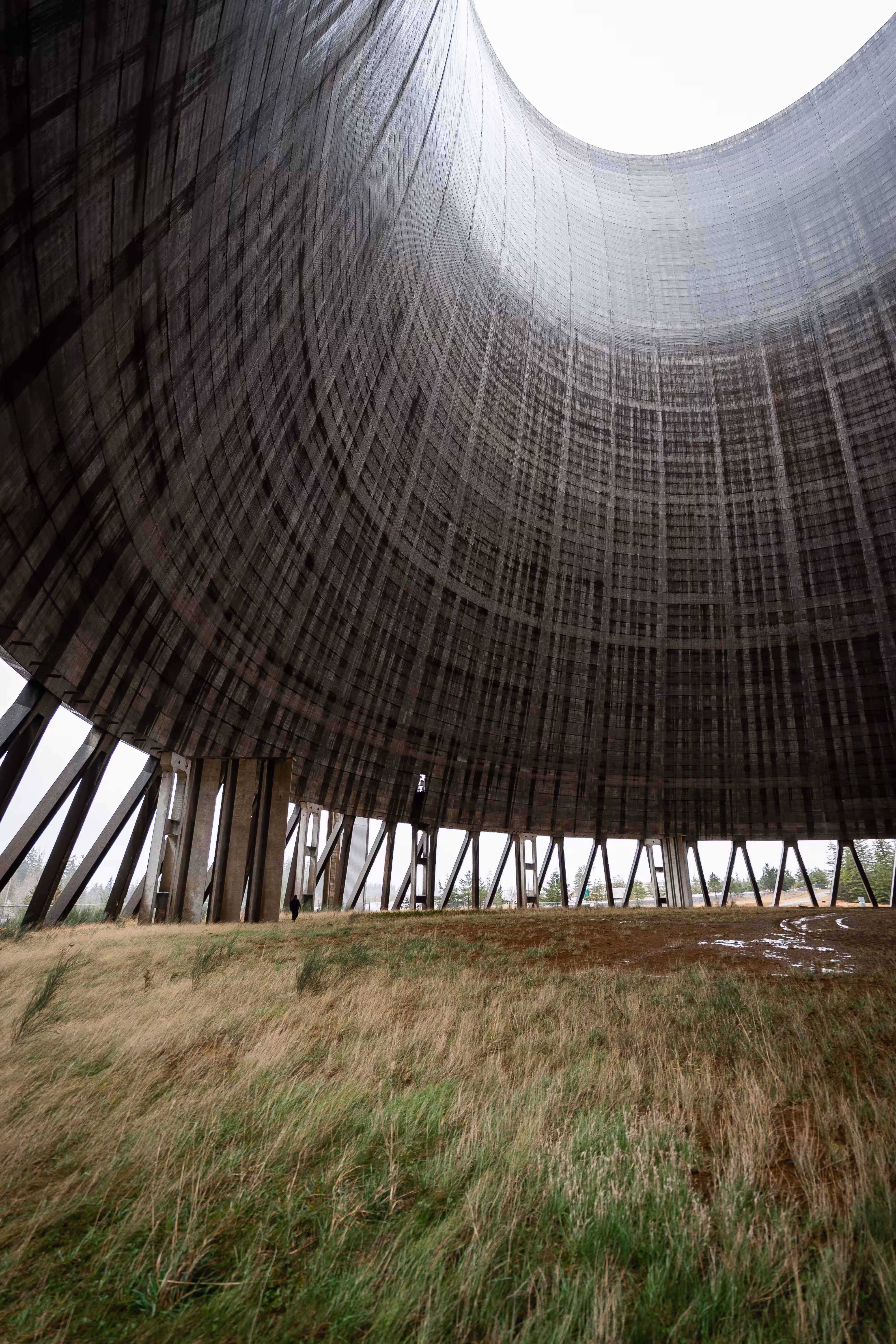 Resonance of Abandonment: Nature's Reclamation