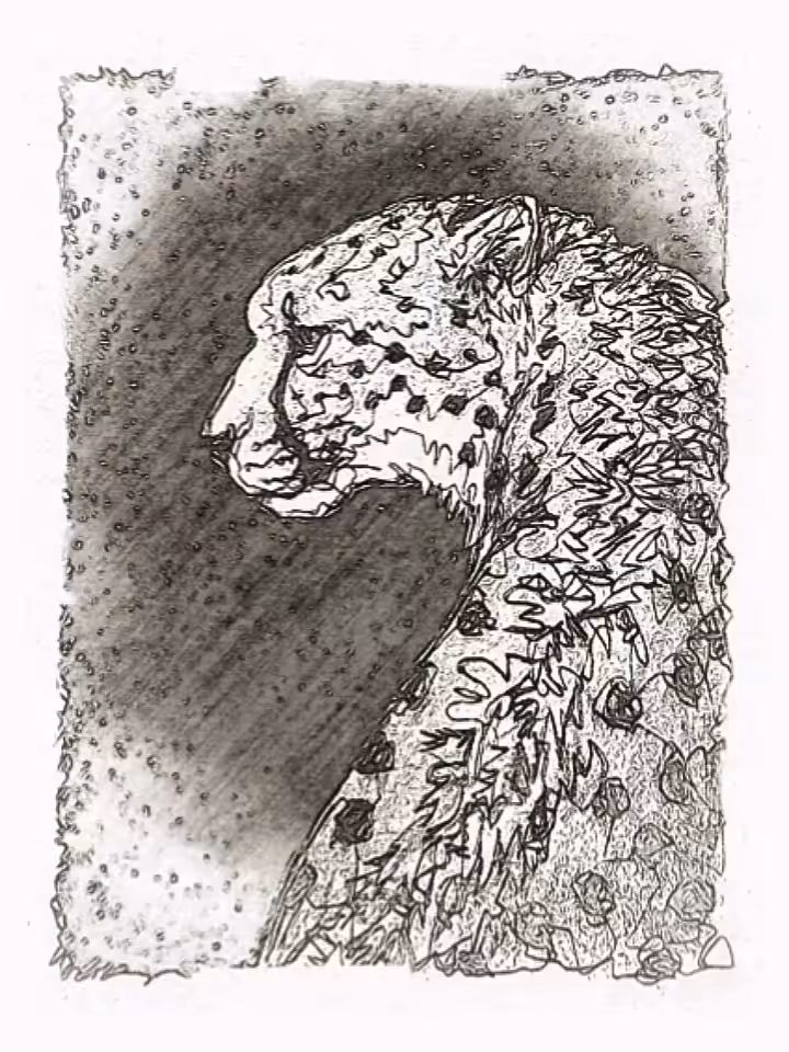Cheetah